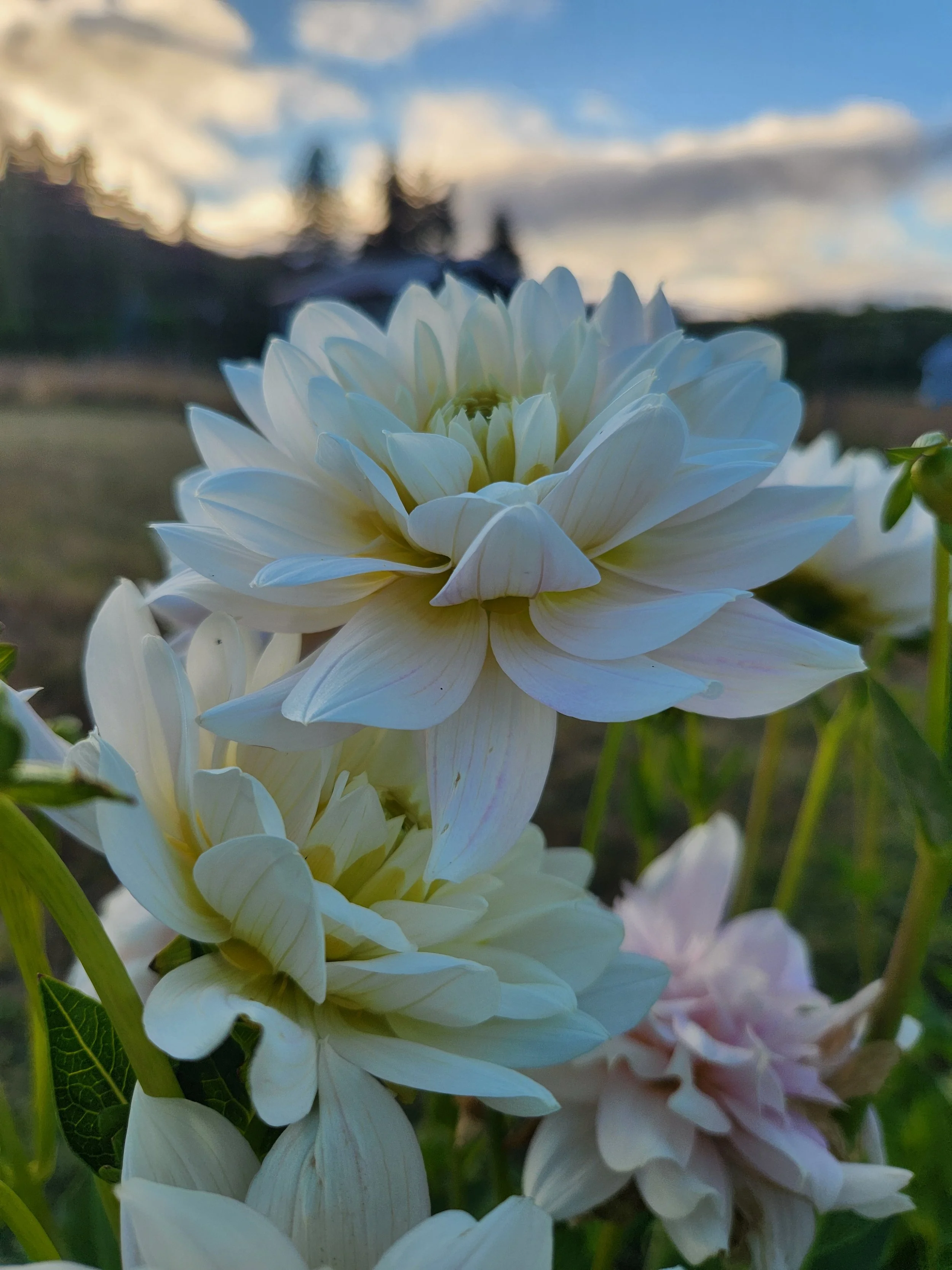 Salish Sea Pearl
