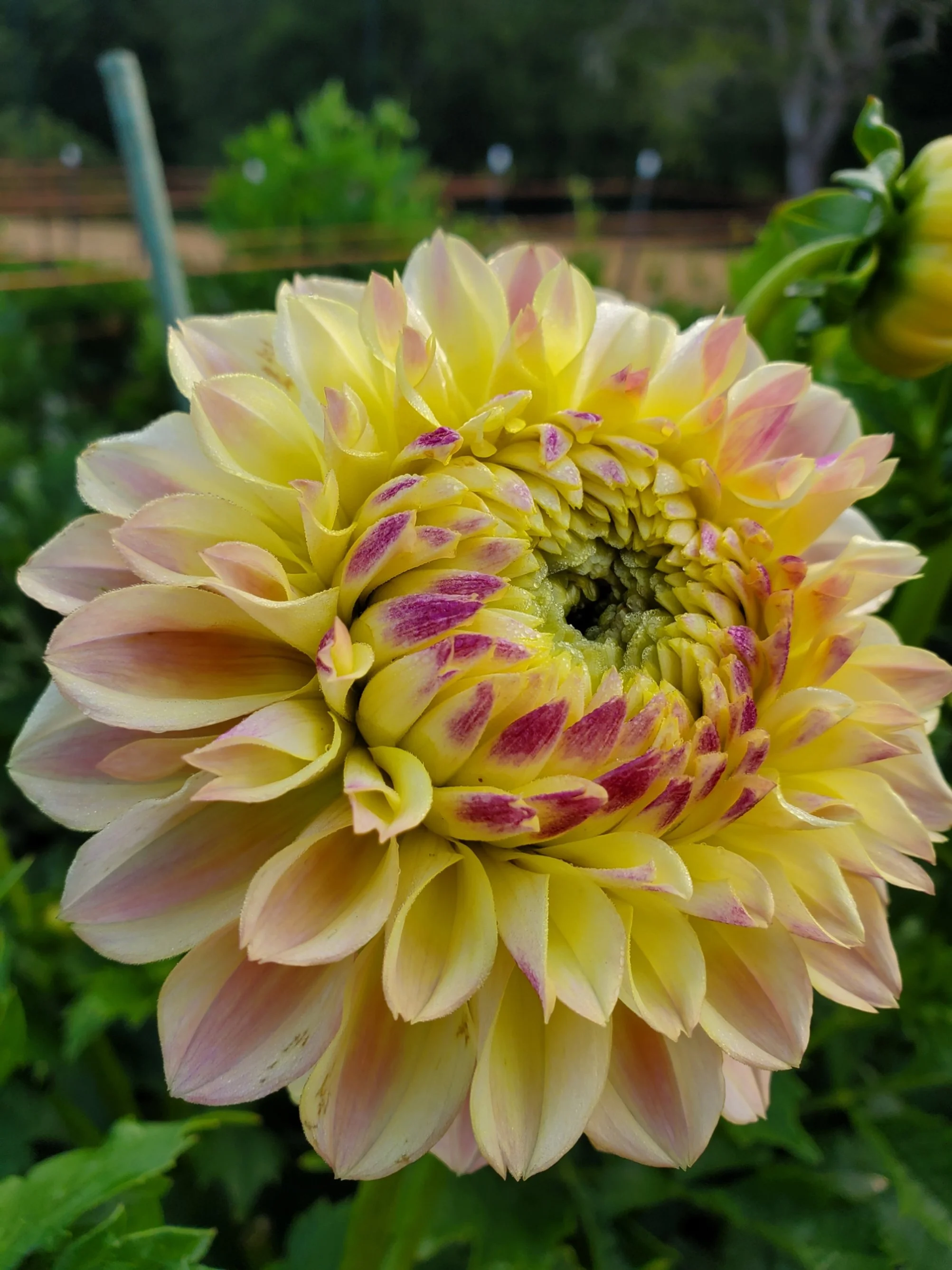 Elk's Tennley Rose