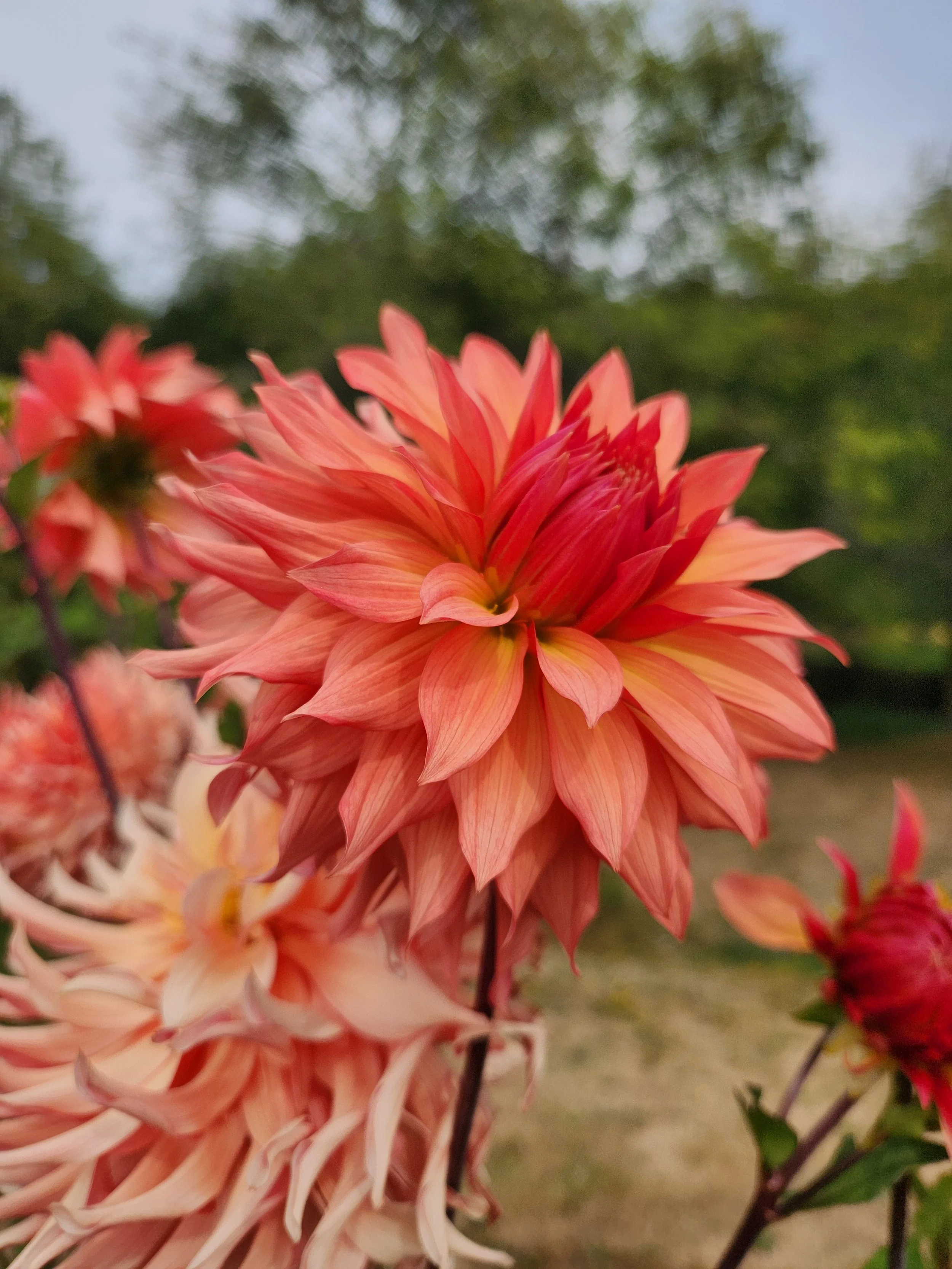 Bloomquist Peach Sorbet