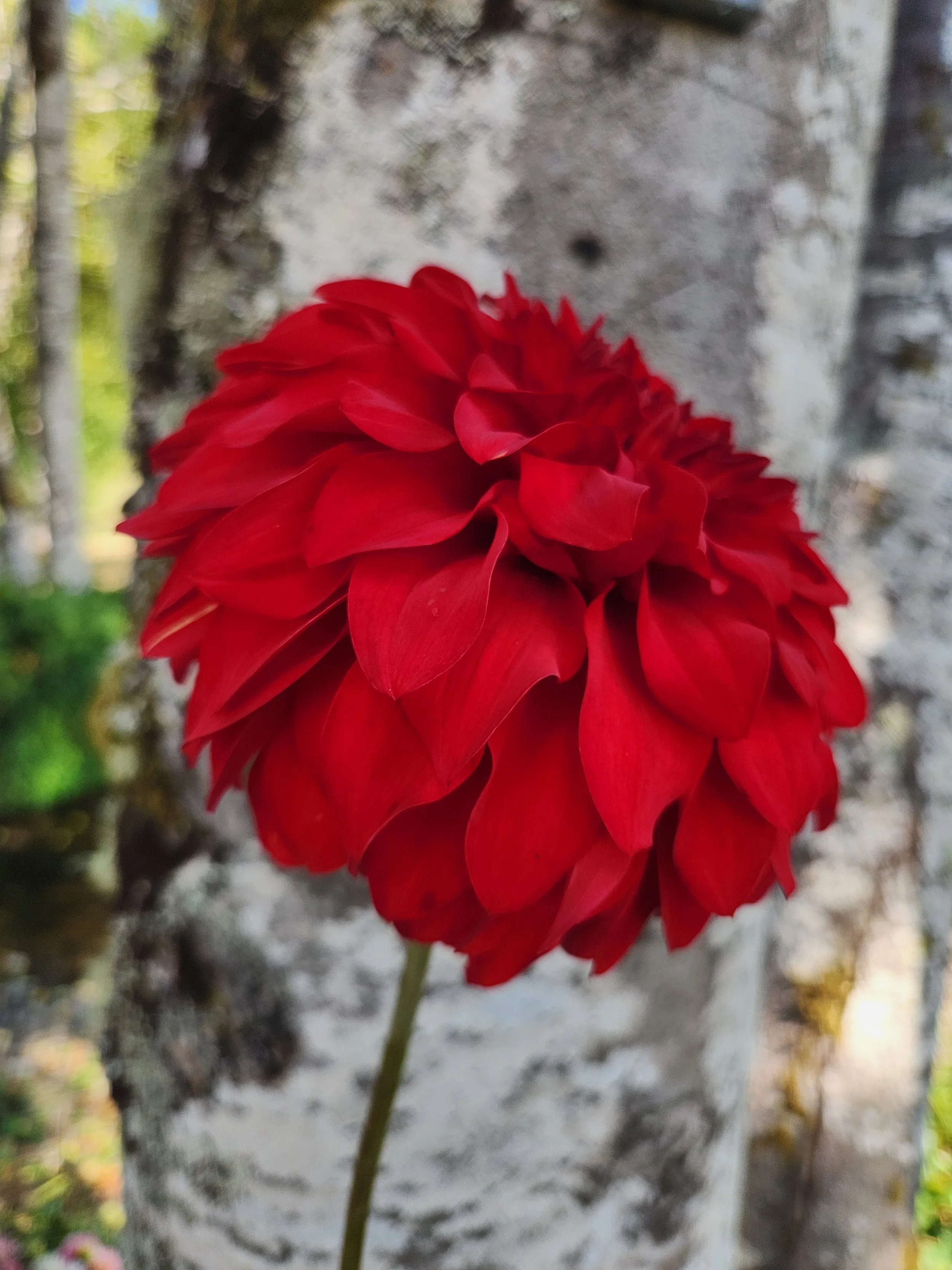 NO ID Red
