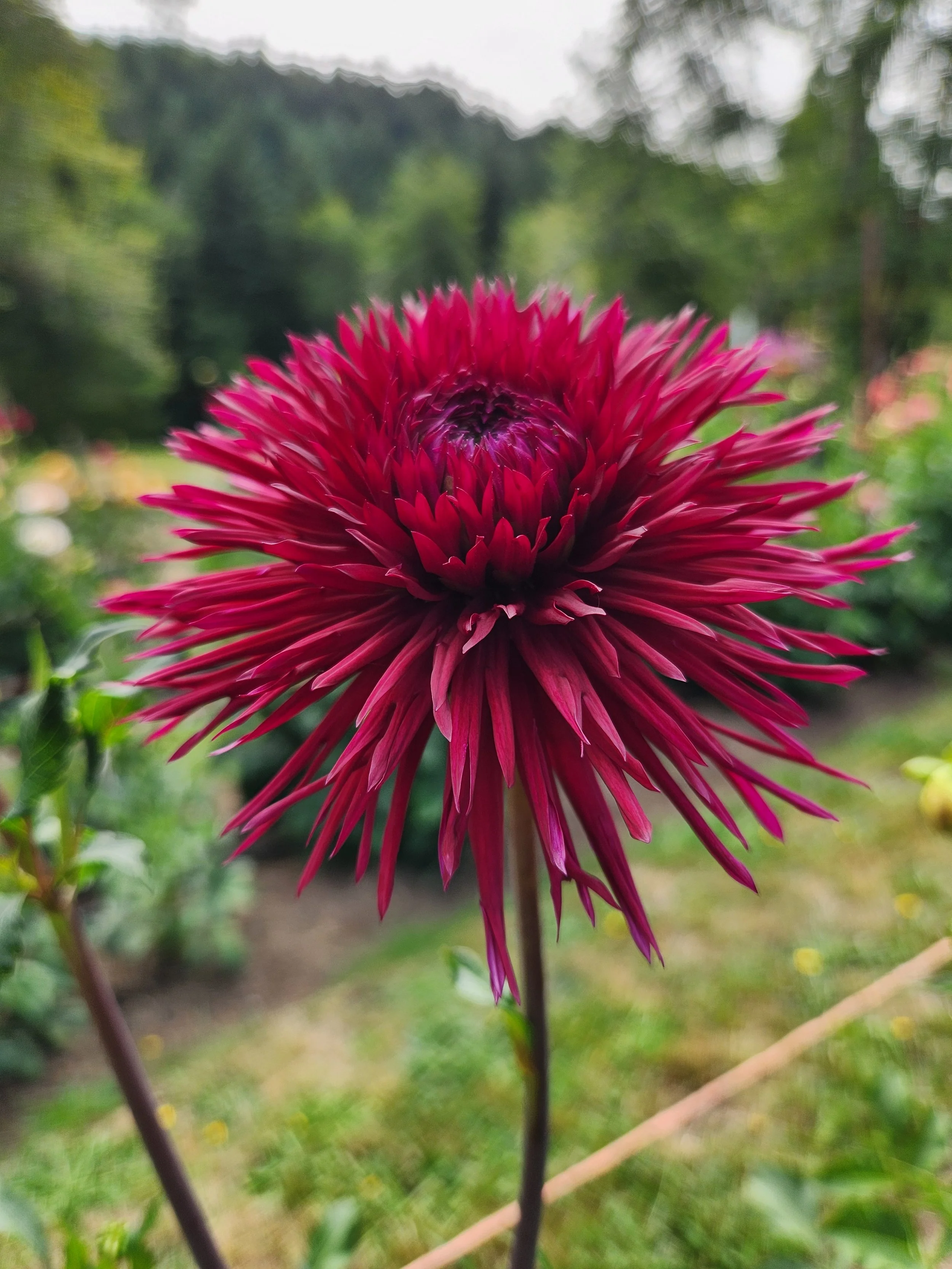 Urchin