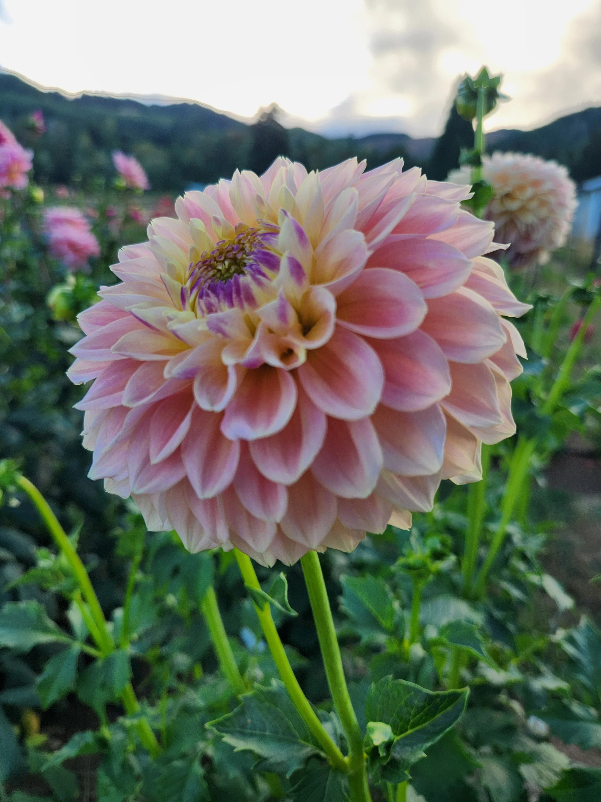 Elk's Tennley Rose