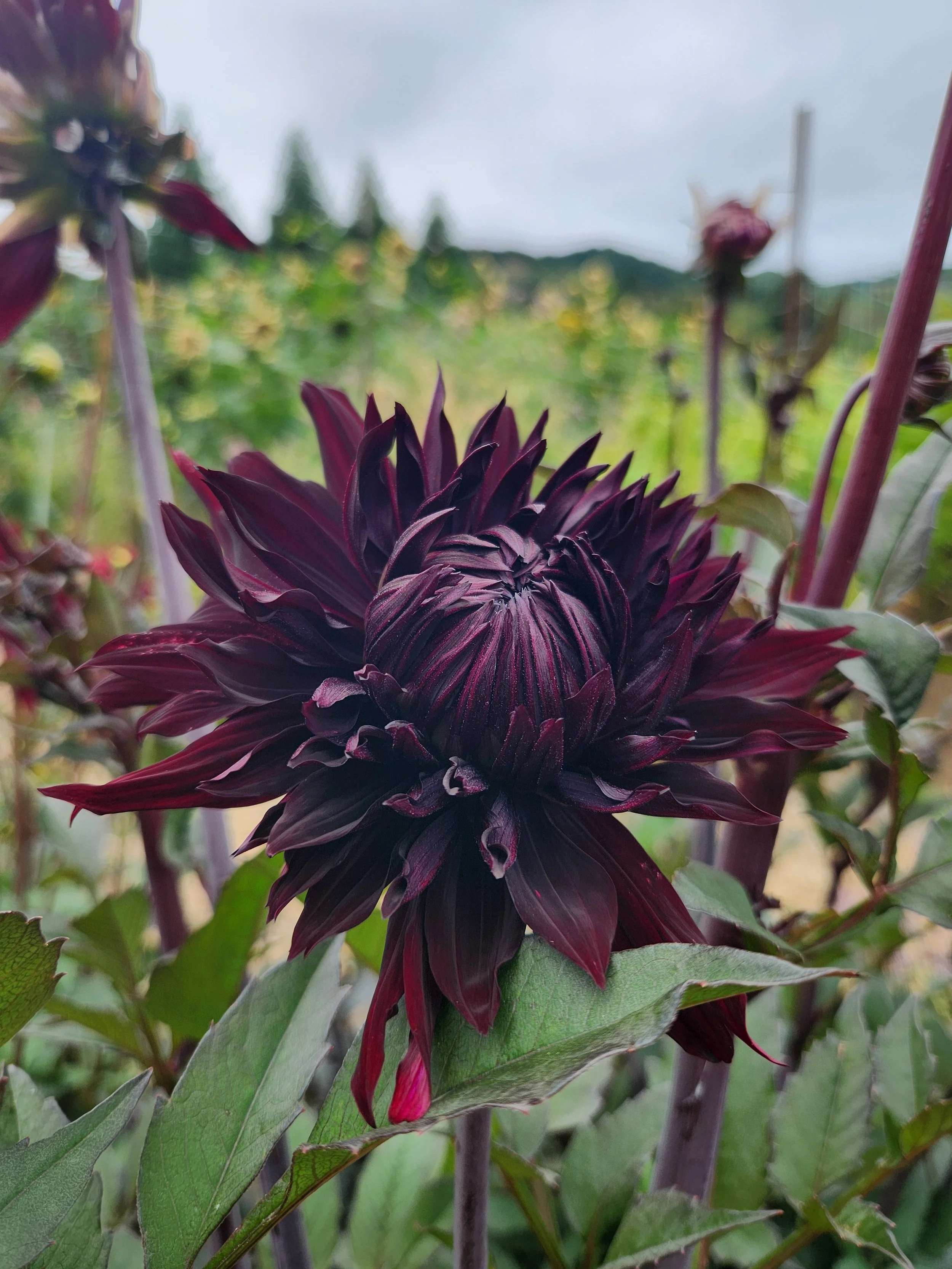 Black Jack