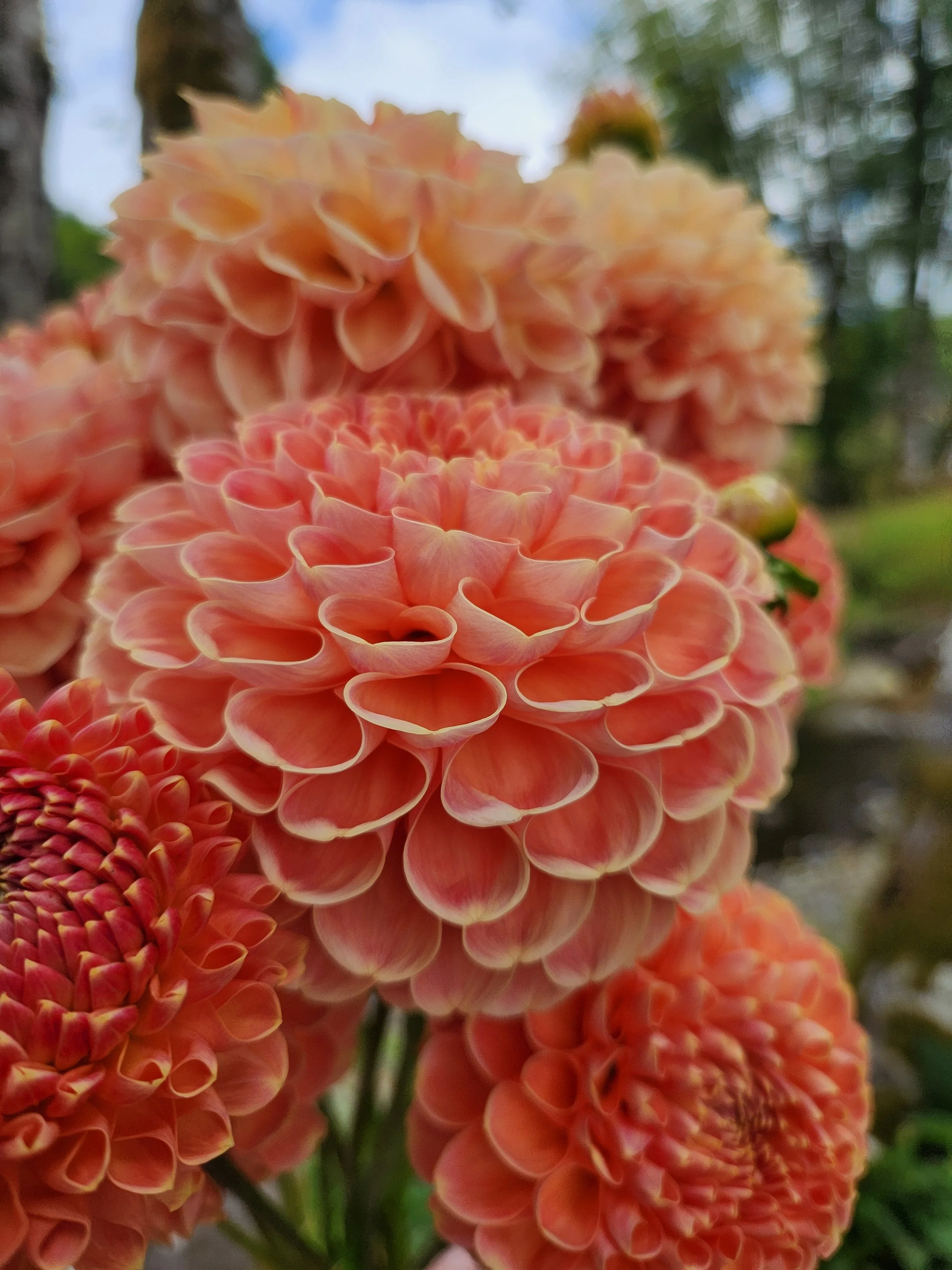 20260824_064300[1].jpg