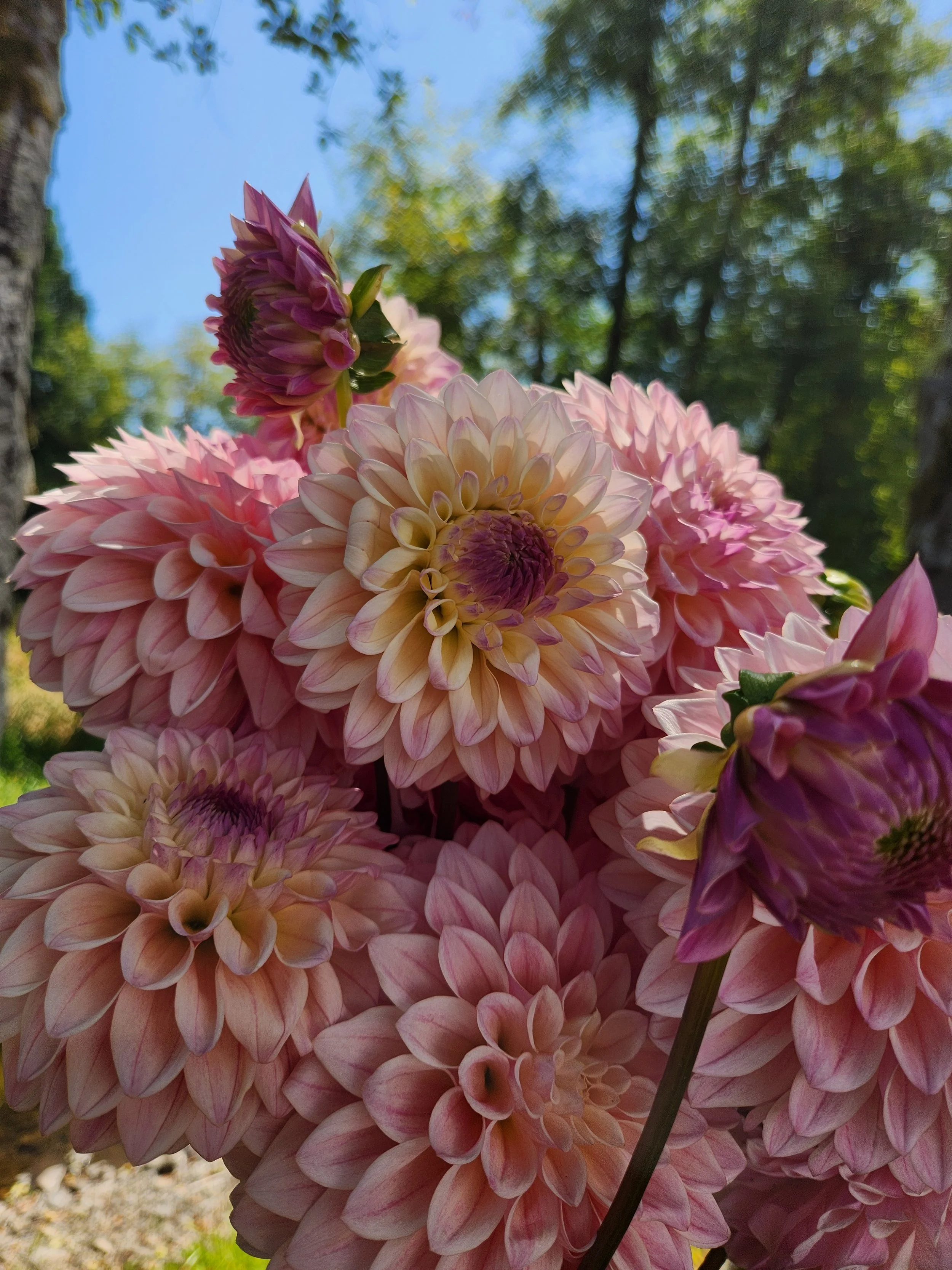 20260810_043622[1].jpg