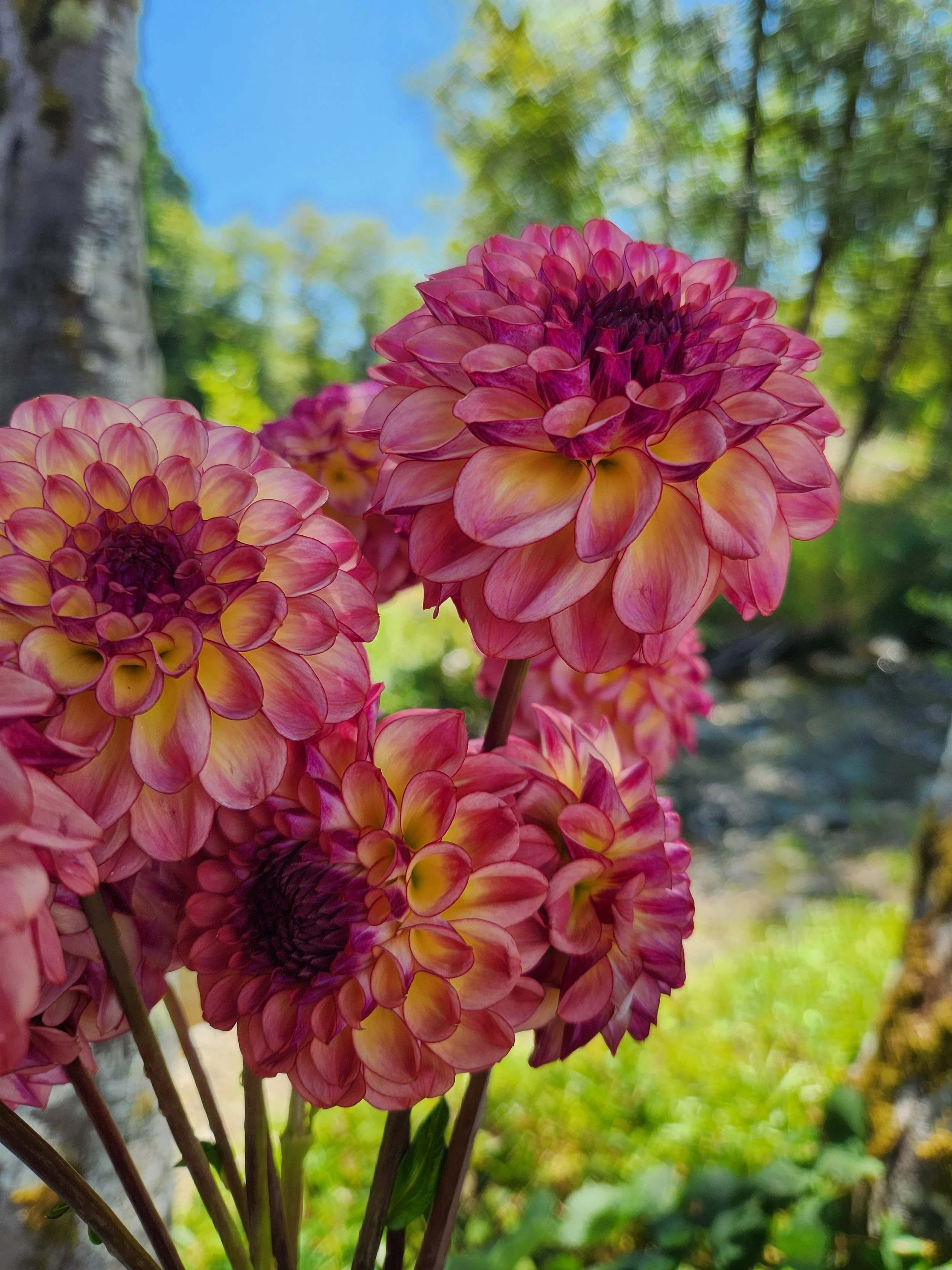 20260810_040536[1].jpg