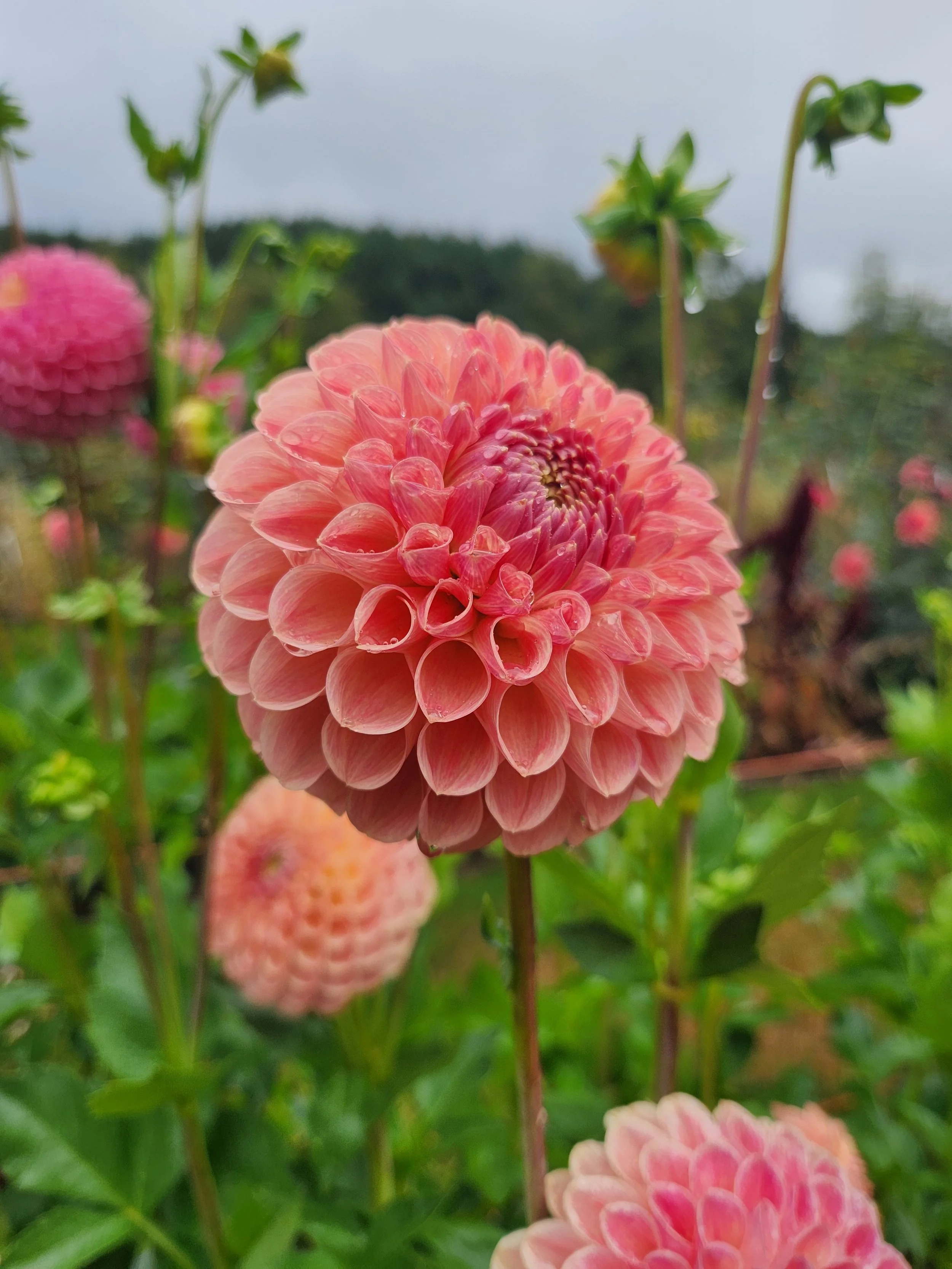 Clearview Peachy