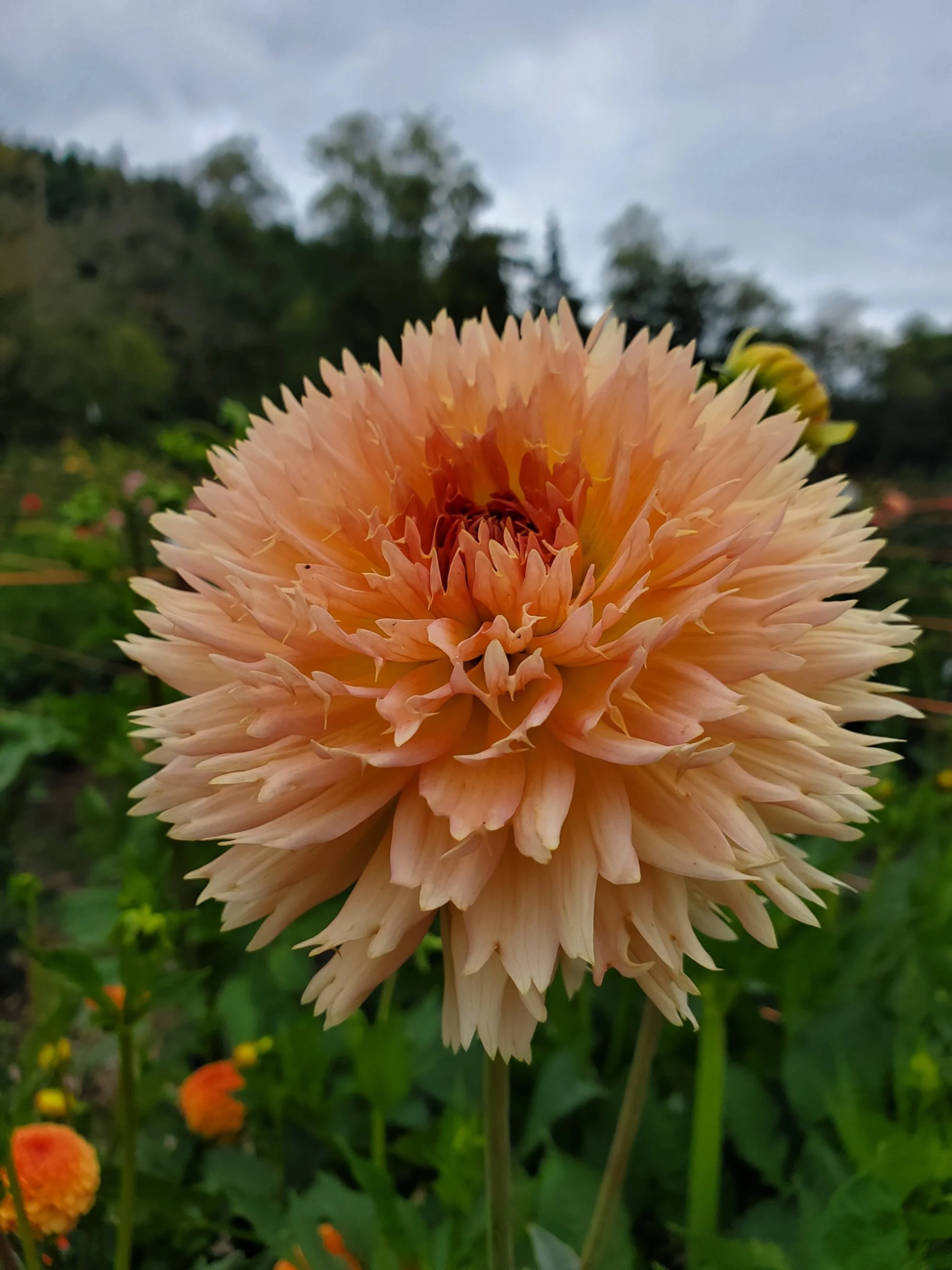 Lakeview Peach Fuzz