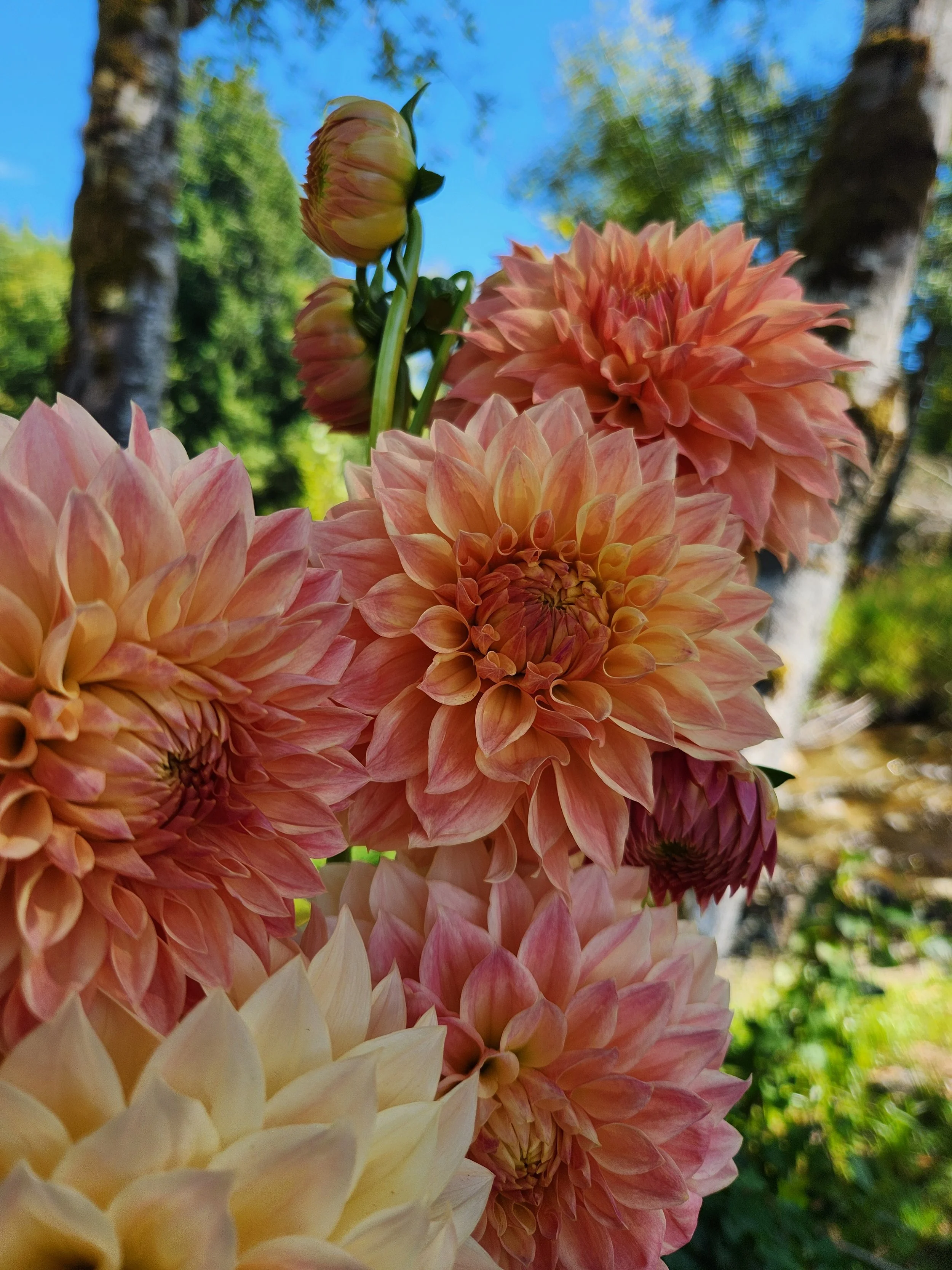 20260812_070809[1].jpg