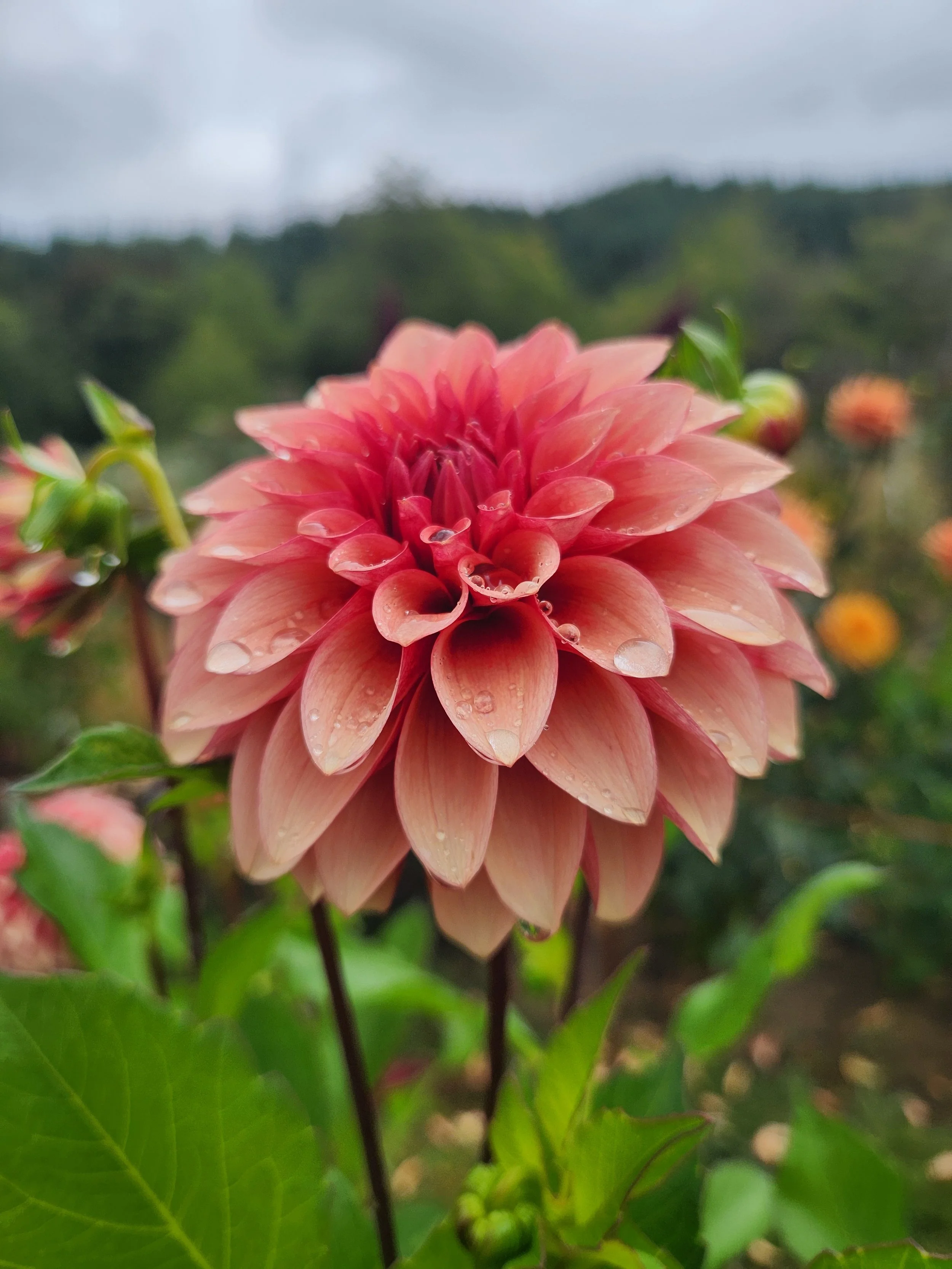 20260903_063841[1].jpg