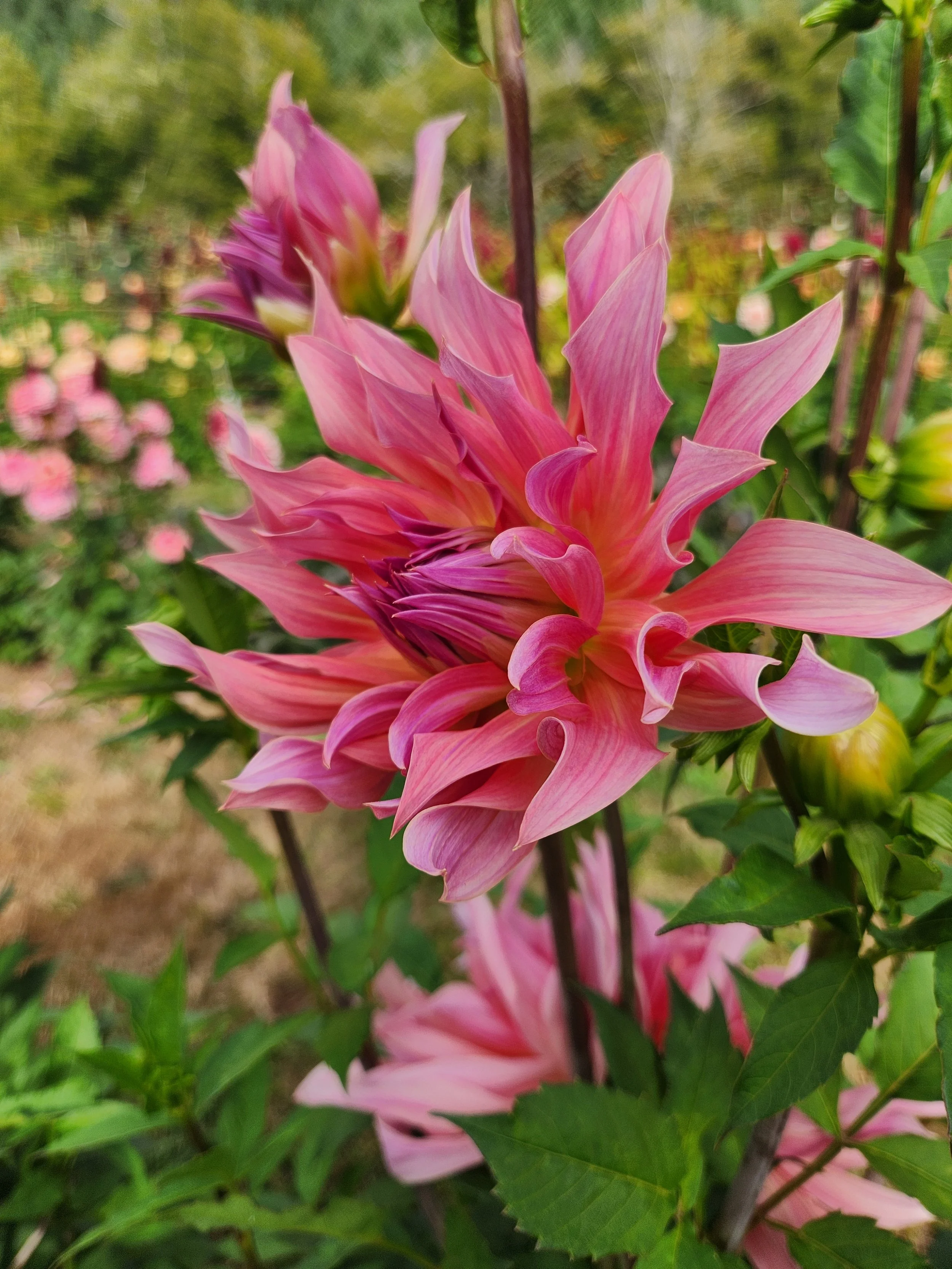 20260823_080243[1].jpg