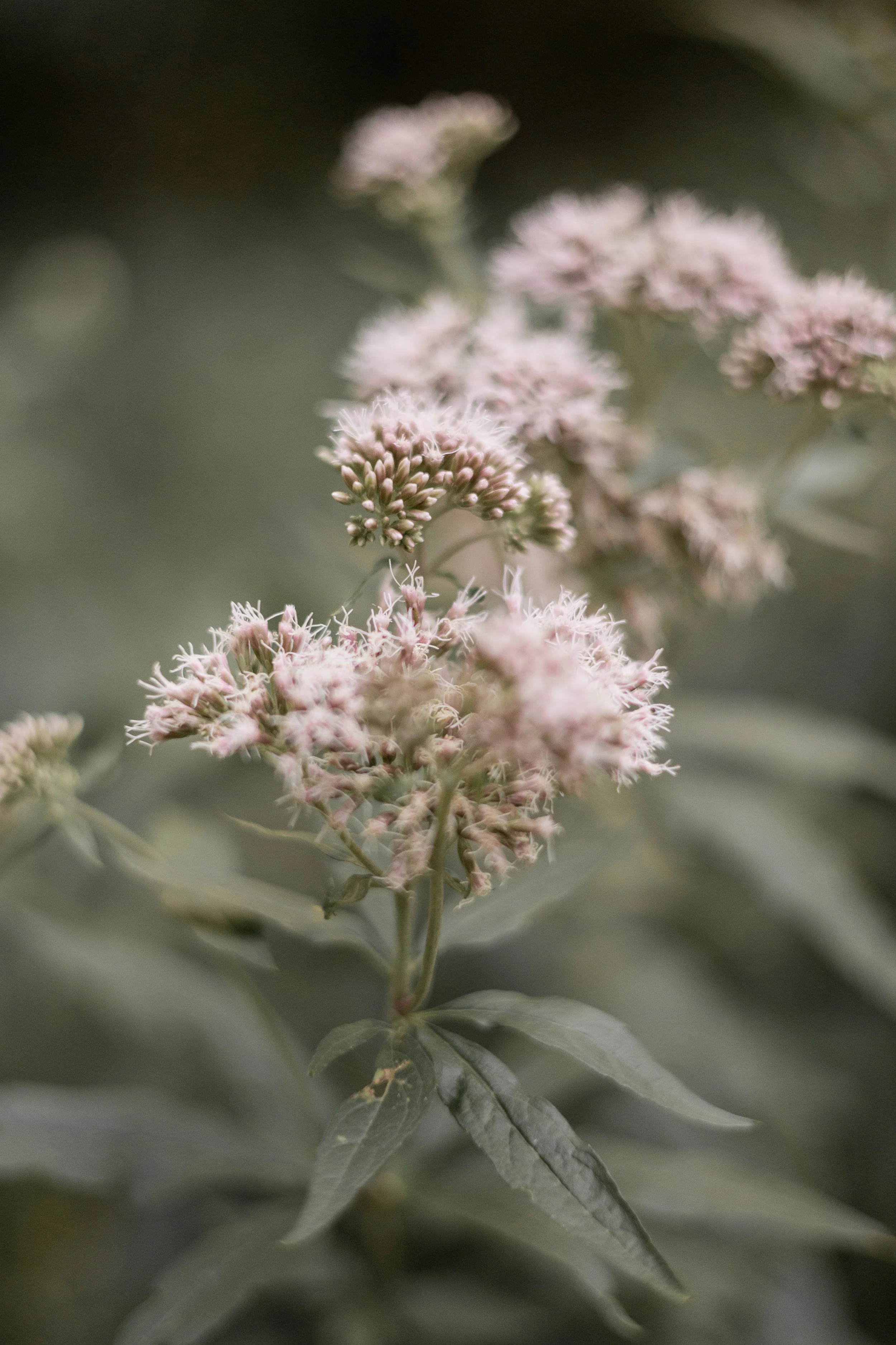 Nahaufnahme von zarten, rosa-blühenden Blüten auf einer grünen Pflanze.