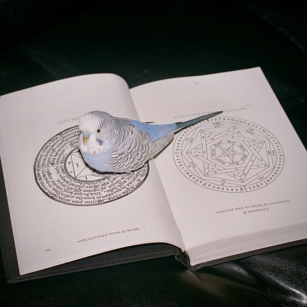 Omnihell - Extreme Suffering (Mastering)