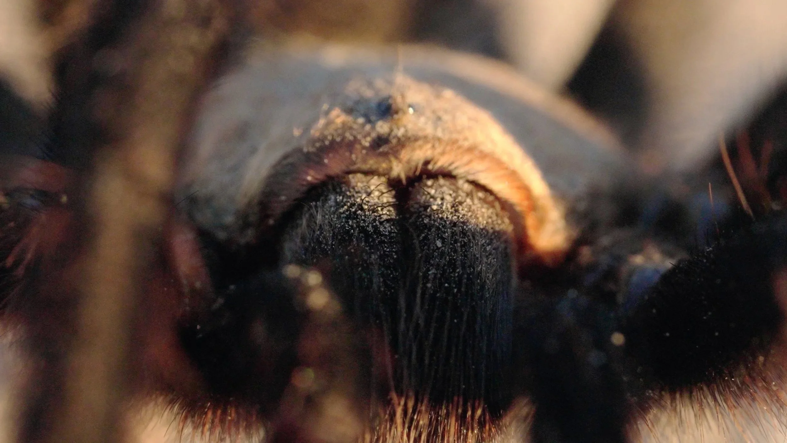 Tarantula+Land+Still+03.jpg