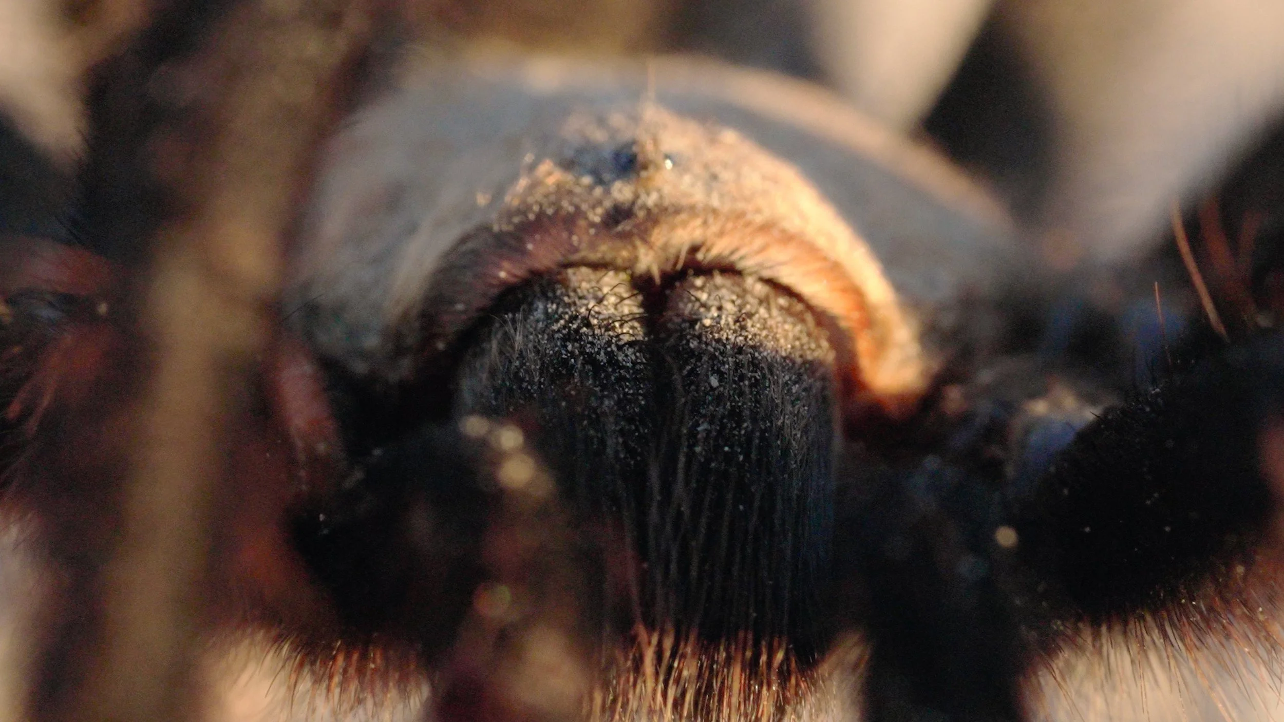 Tarantula Land (2025)