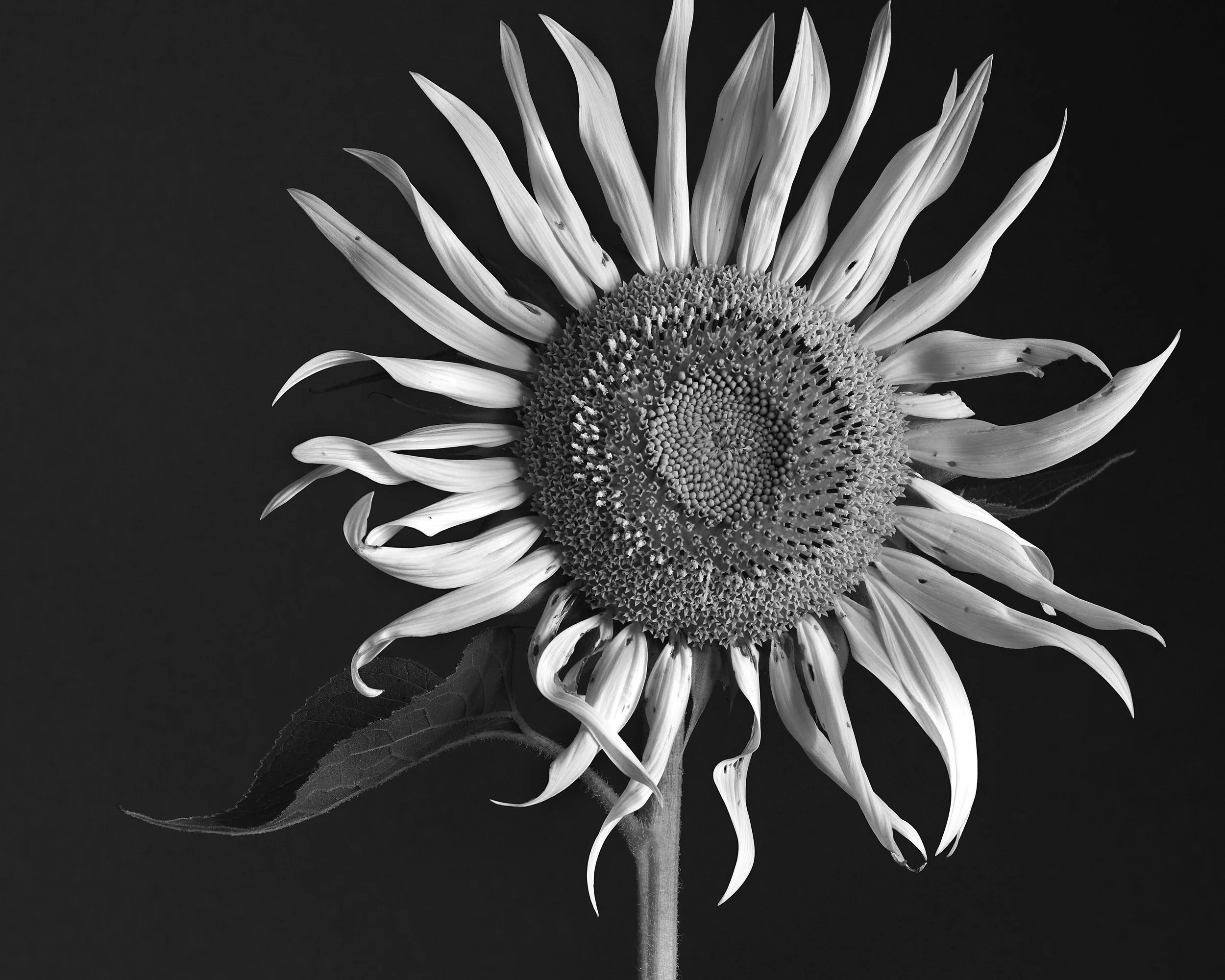 Black and white photograph of a sunflower with elongated petals and a large textured center against a dark background.
