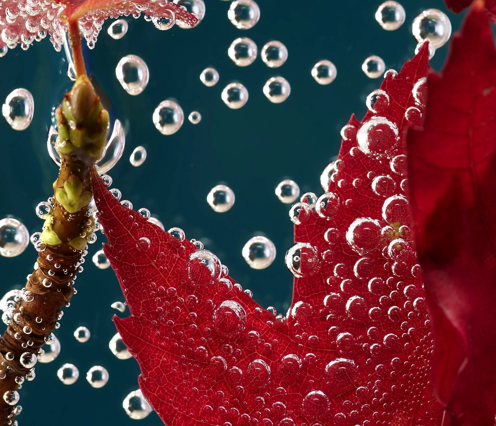 Close-up underwater photo of red autumn leaves and a small branch with green buds, covered in air bubbles against a dark blue background.