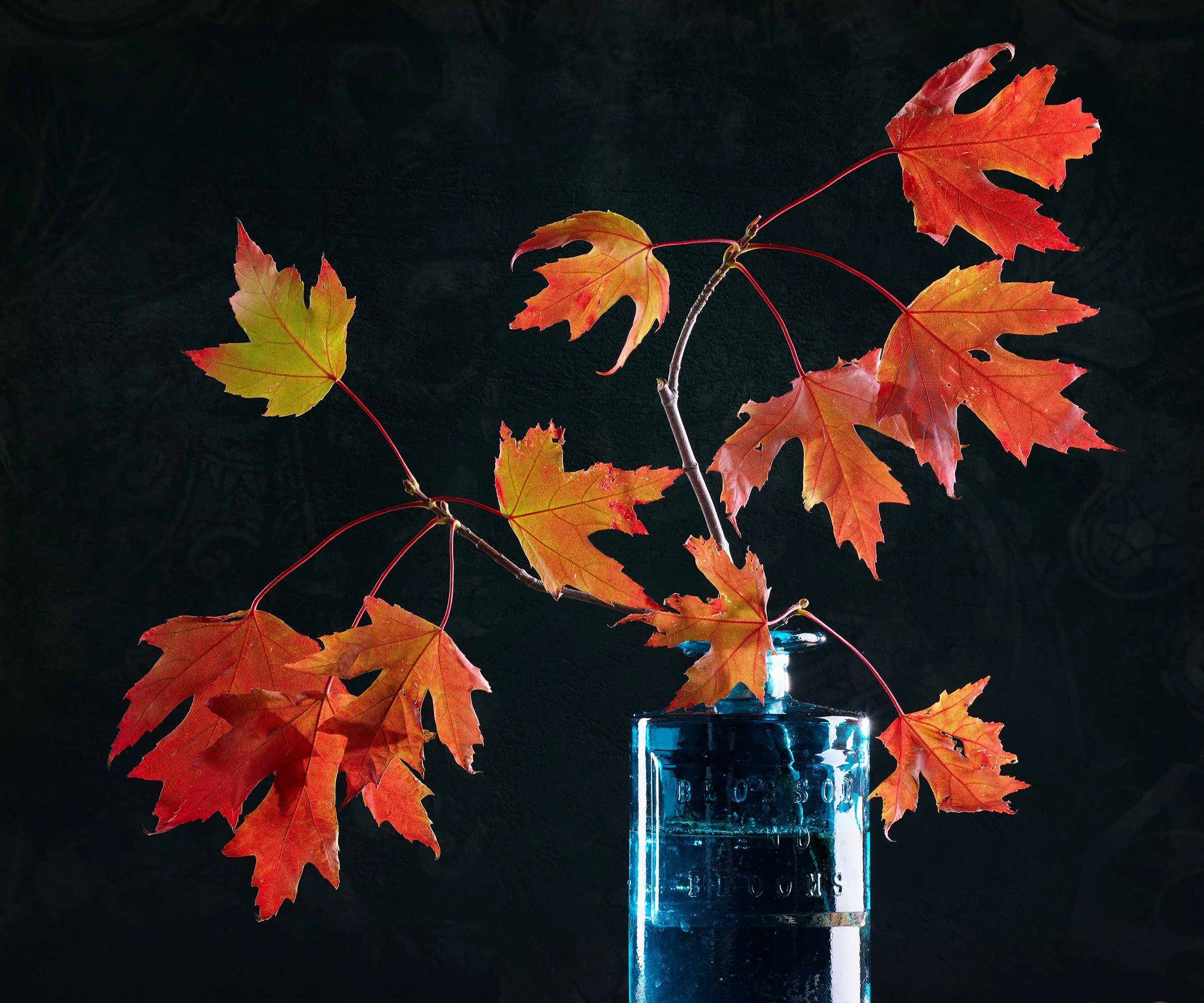 Autumn red and green maple leaves in a glass bottle with water on a dark background.