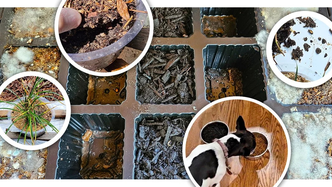 Electric kitchen “composter” confusion