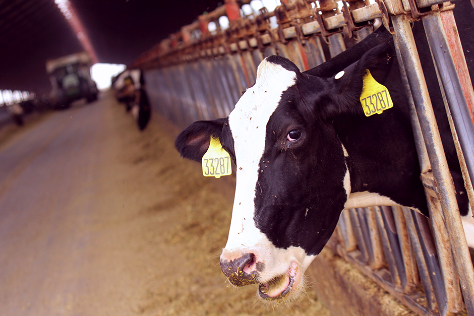 Why is California funding big dairies in Minnesota?