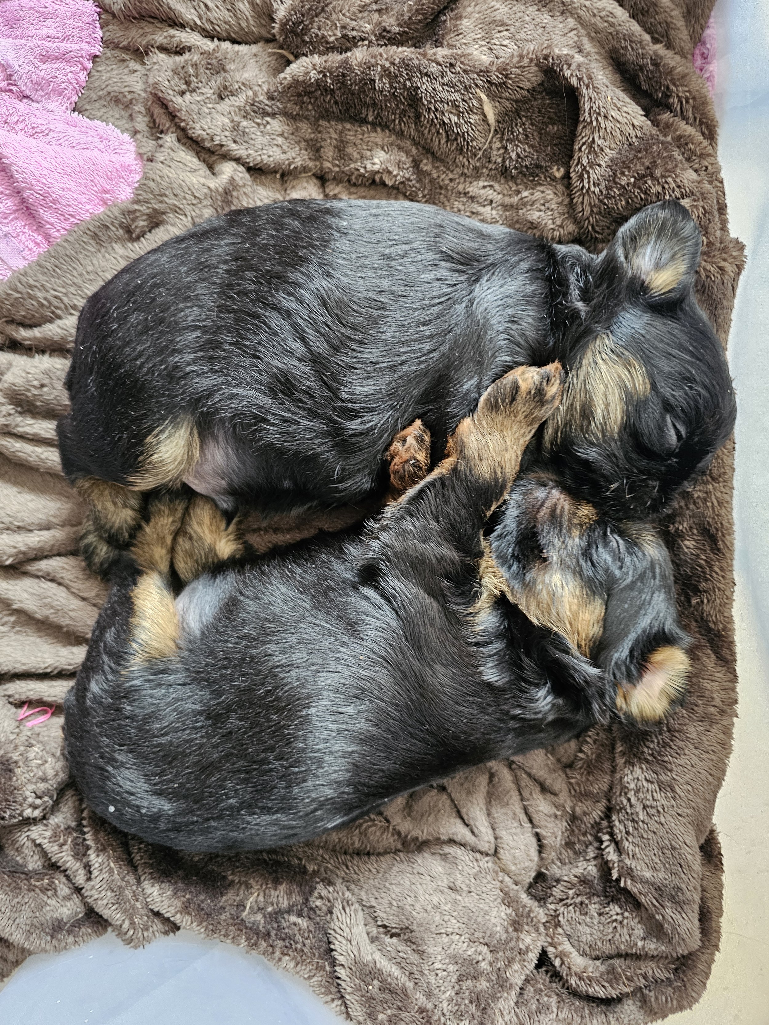 Two black and tan puppies sleeping on a brown blanket.