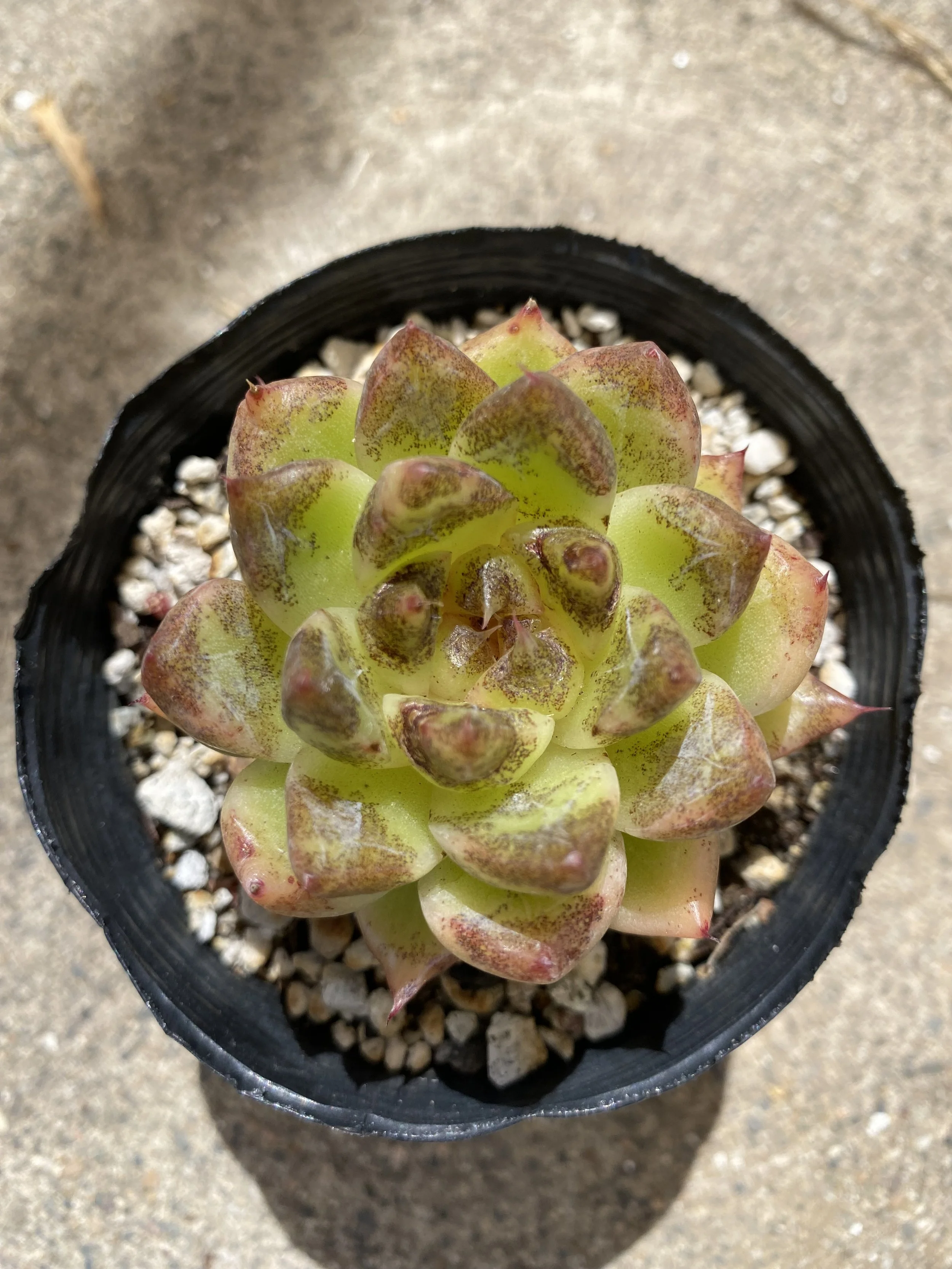 EcheveriaBlackClaw3of3.jpeg