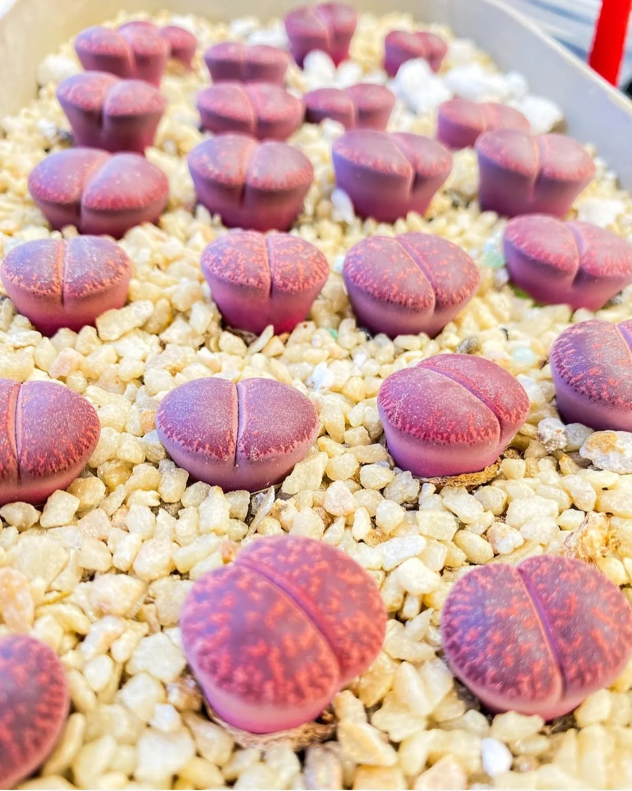 LITHOPS LESLIEI aka FRED'S REDHEAD - RARE EXOTIC SUCCULENT - LIVING PLANT