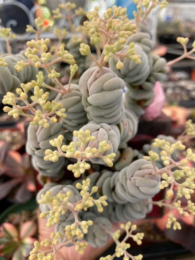 CRASSULA ALTONII - RARE EXOTIC SUCCULENT - LIVE PLANT