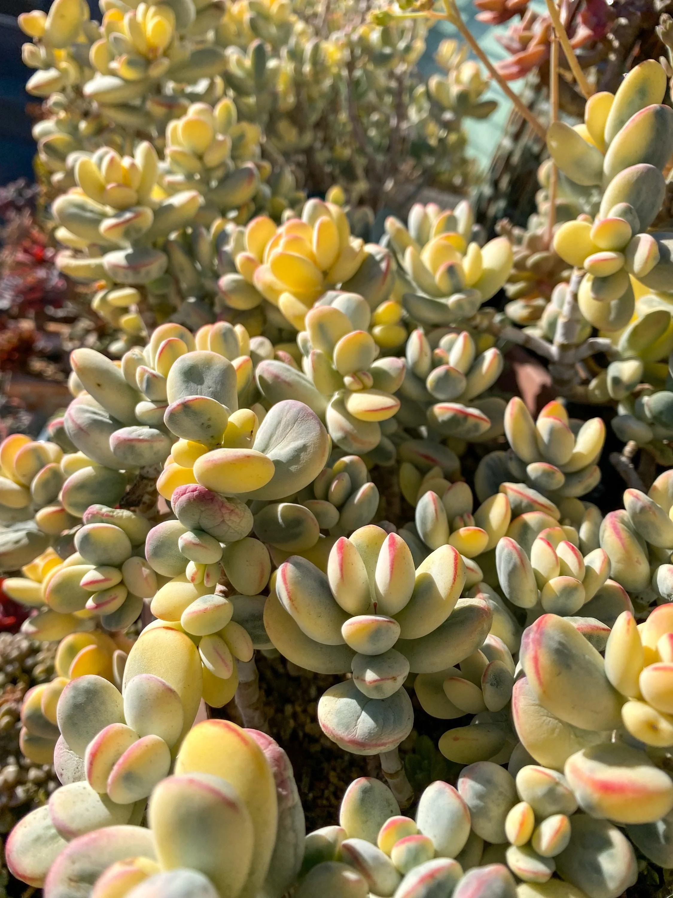 COTYLEDON ORBICULATA VARIEGATED - RARE EXOTIC SUCCULENT - LIVE CUTTINGG
