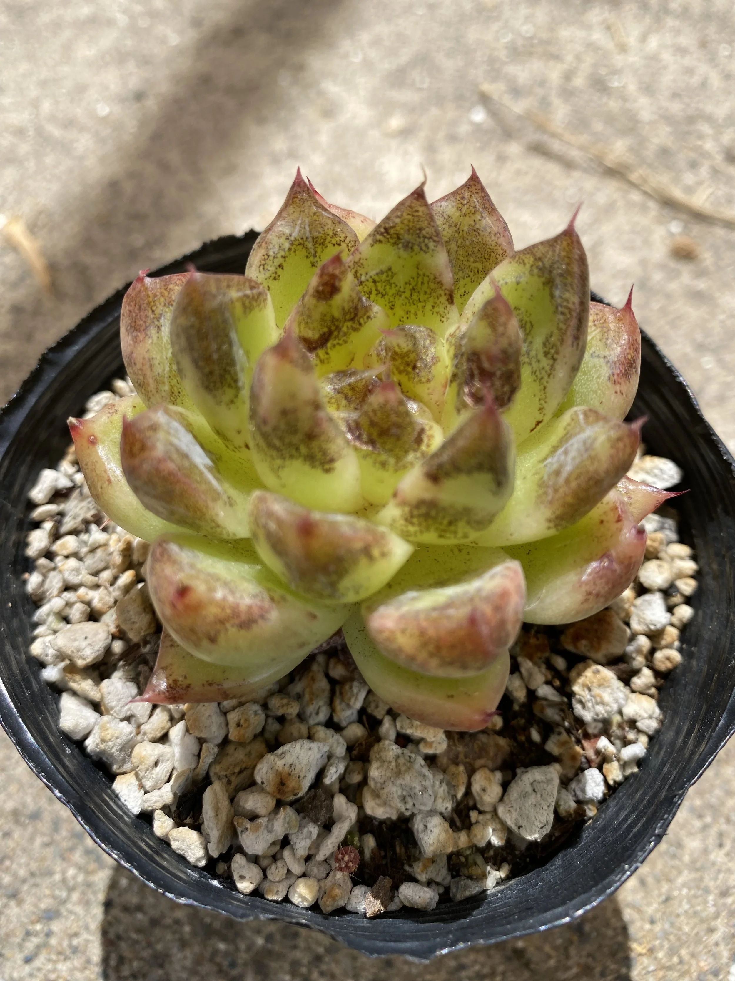 EcheveriaBlackClaw2of3.jpeg