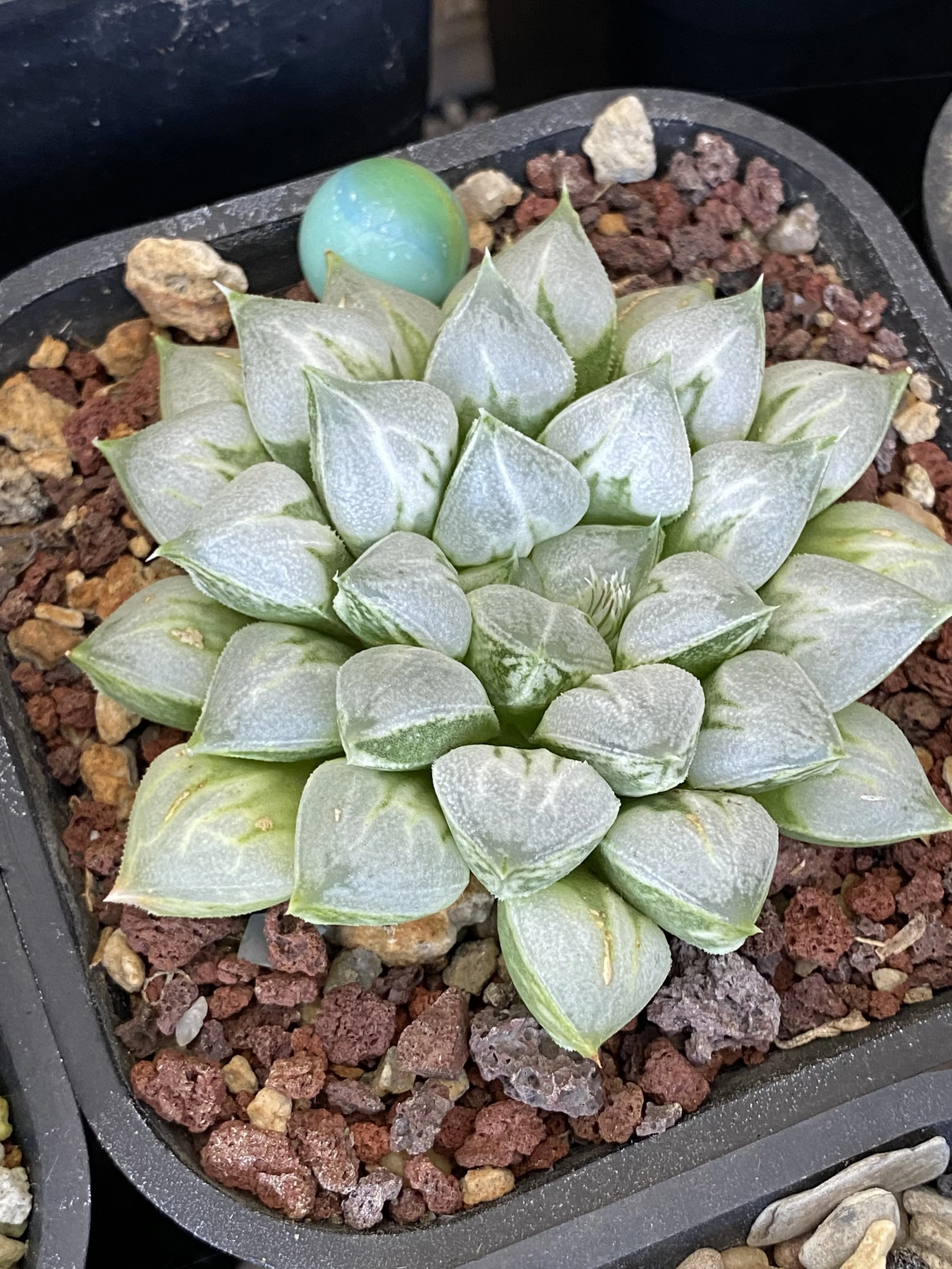 HAWORTHIA LOVE HEART - RARE EXOTIC SUCCULENT - LIVE PLANT