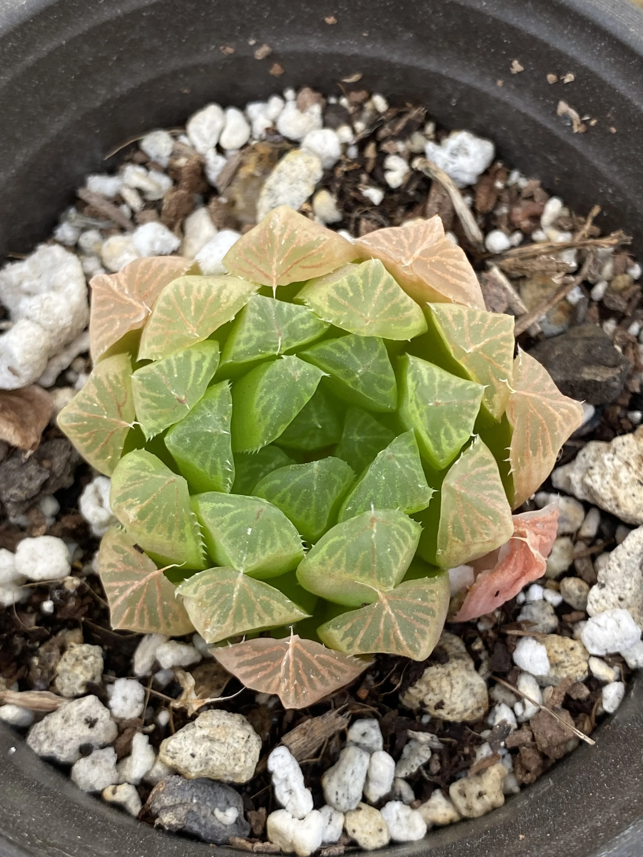 HAWORTHIA CYMBIFORMIS - RARE EXOTIC SUCCULENT - LIVE PLANT