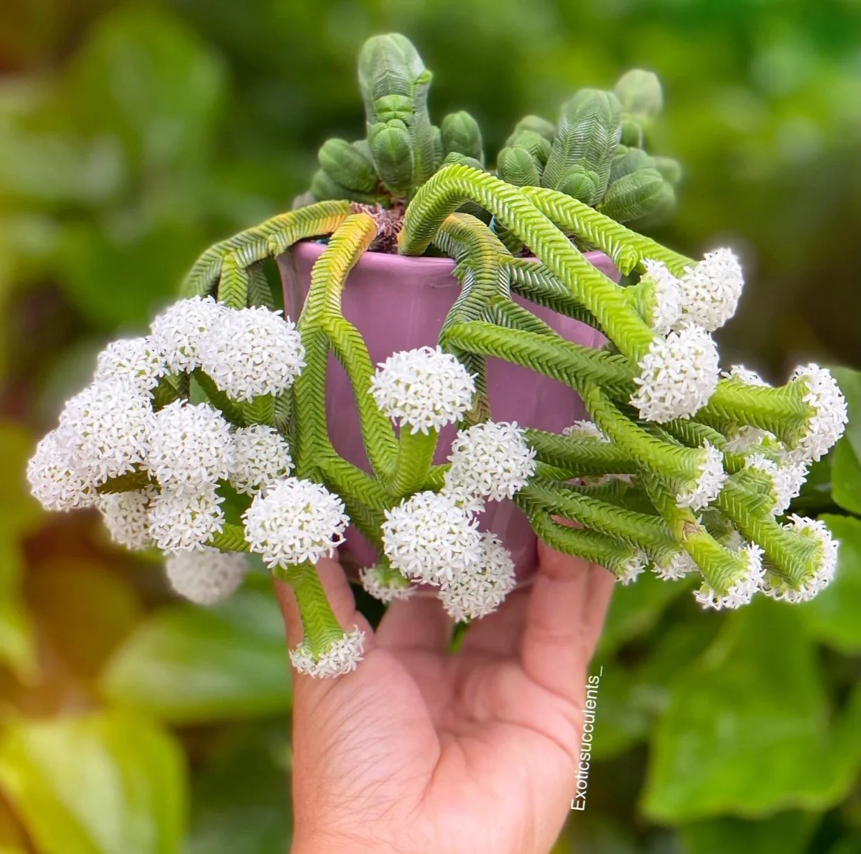 CRASSULA QUADRANGULARIS - RARE EXOTIC SUCCULENT - LIVE PLANT