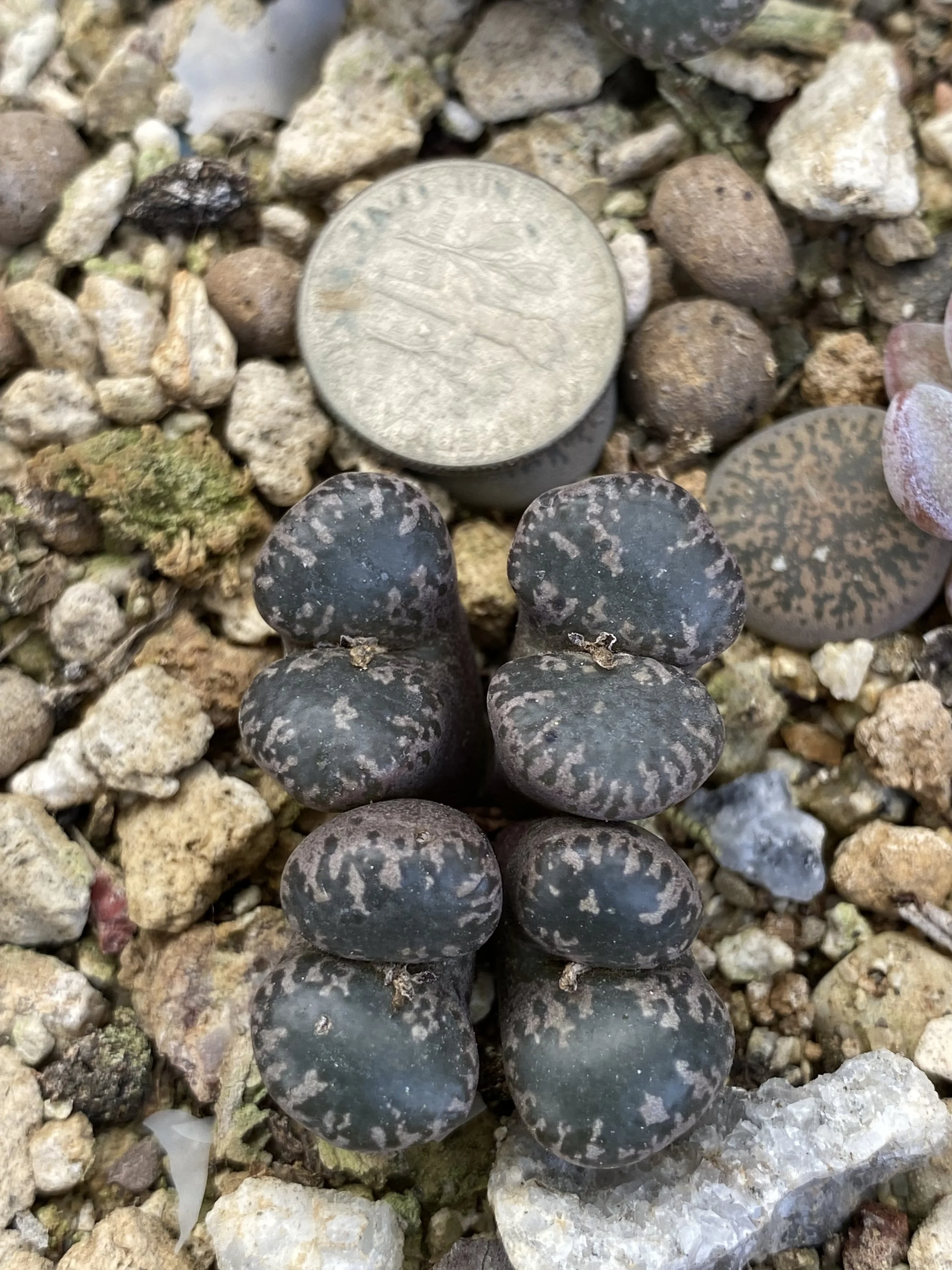 CONOPHYTUM PELLUCADUM TERRICOLOR - RARE EXOTIC SUCCULENT - LIVE PLANT