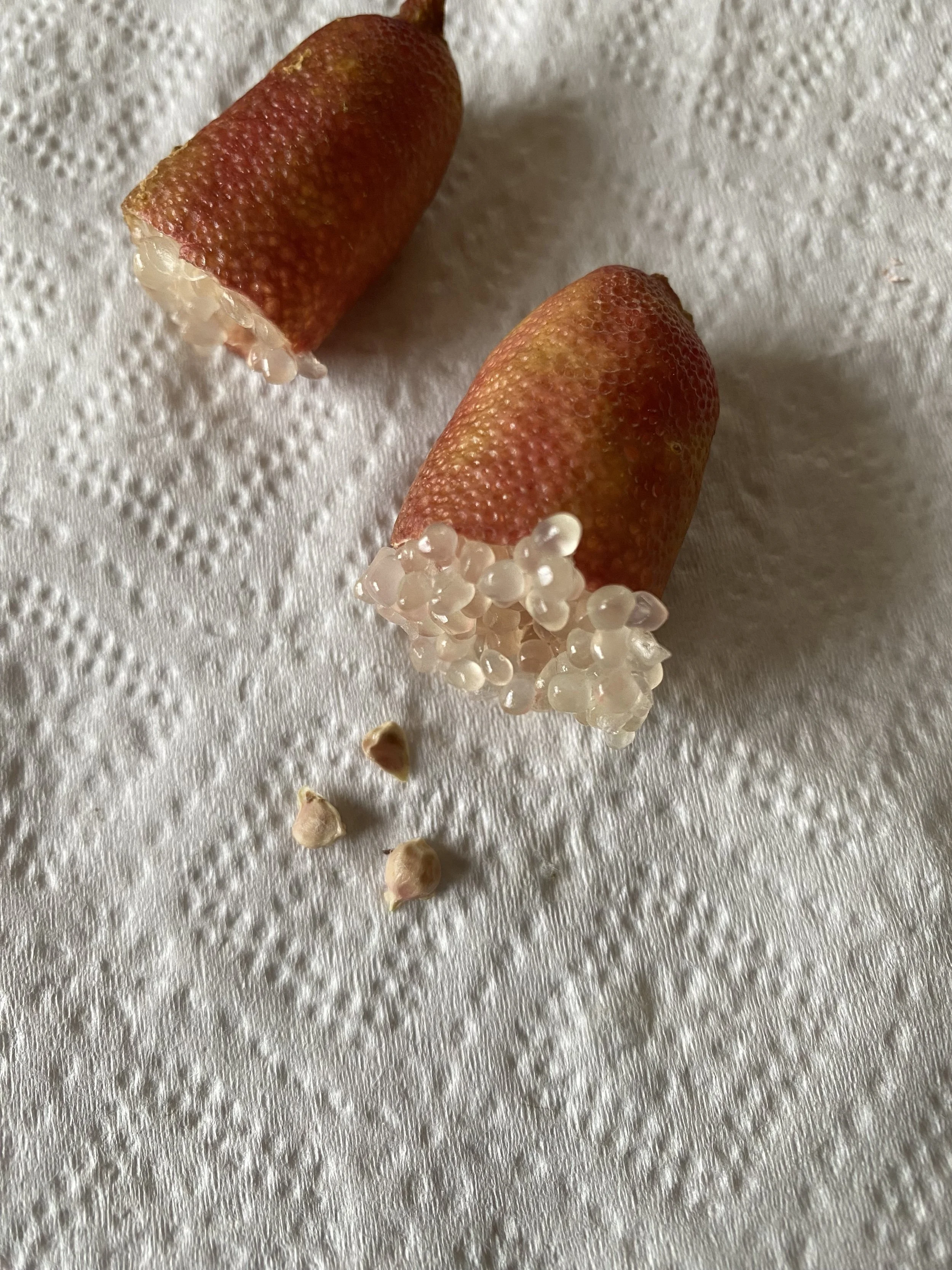FingerLimeSeed1of2.jpeg