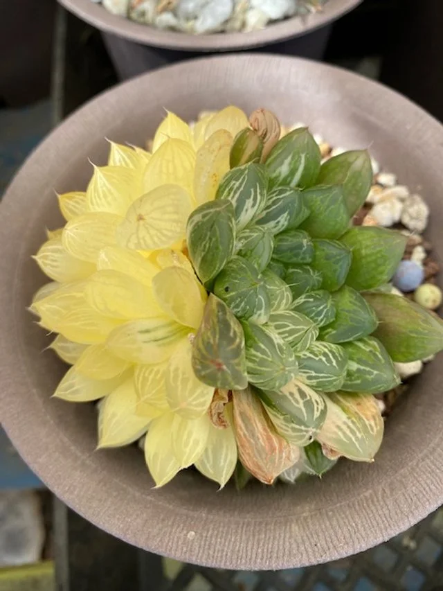 HAWORTHIA COOPERI VARIEGATED - RARE EXOTIC SUCCULENT - LIVE PLANT