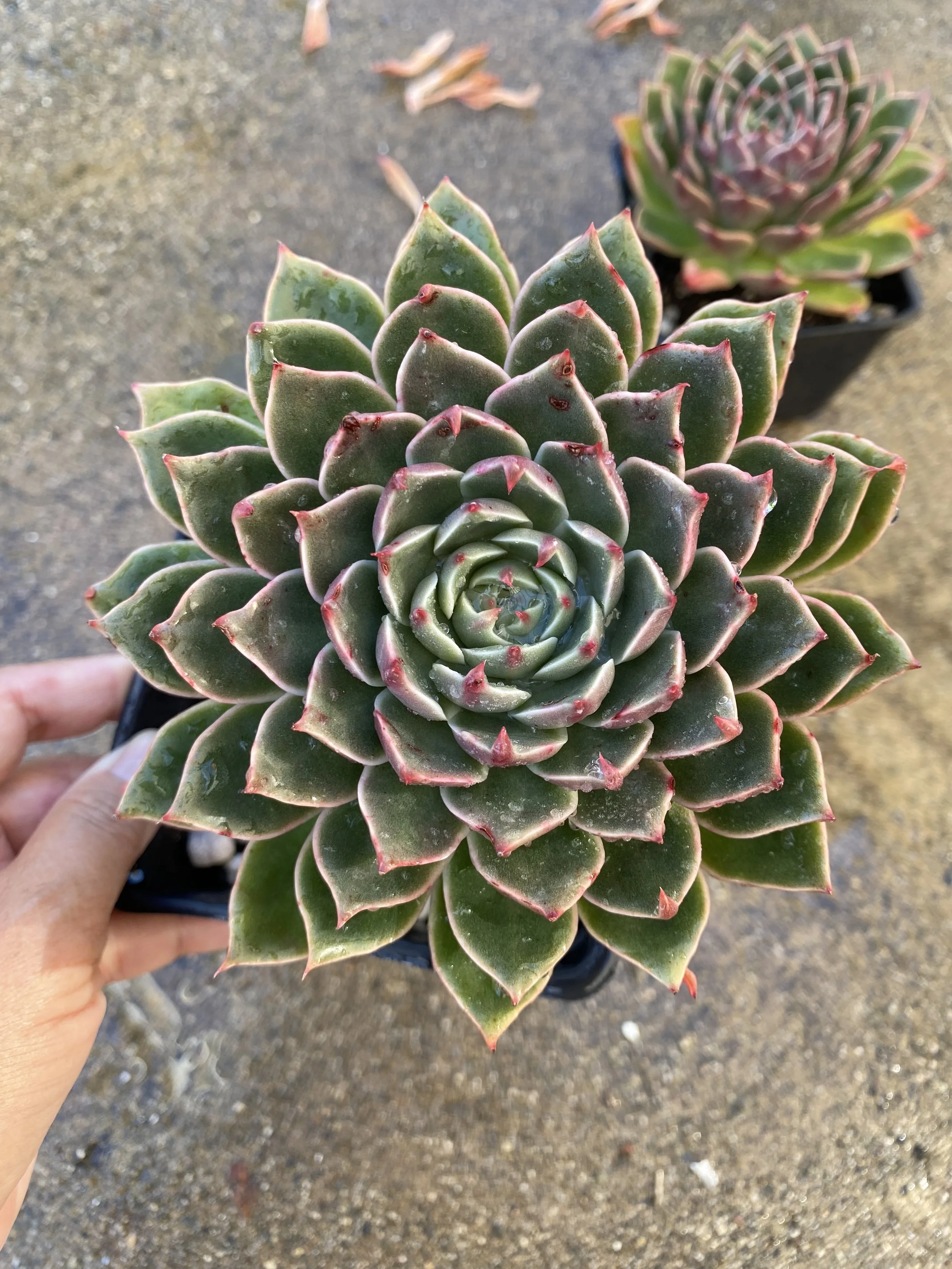 ECHEVERIA SANTA LUIS - RARE EXOTIC SUCCULENT - LIVE PLANT