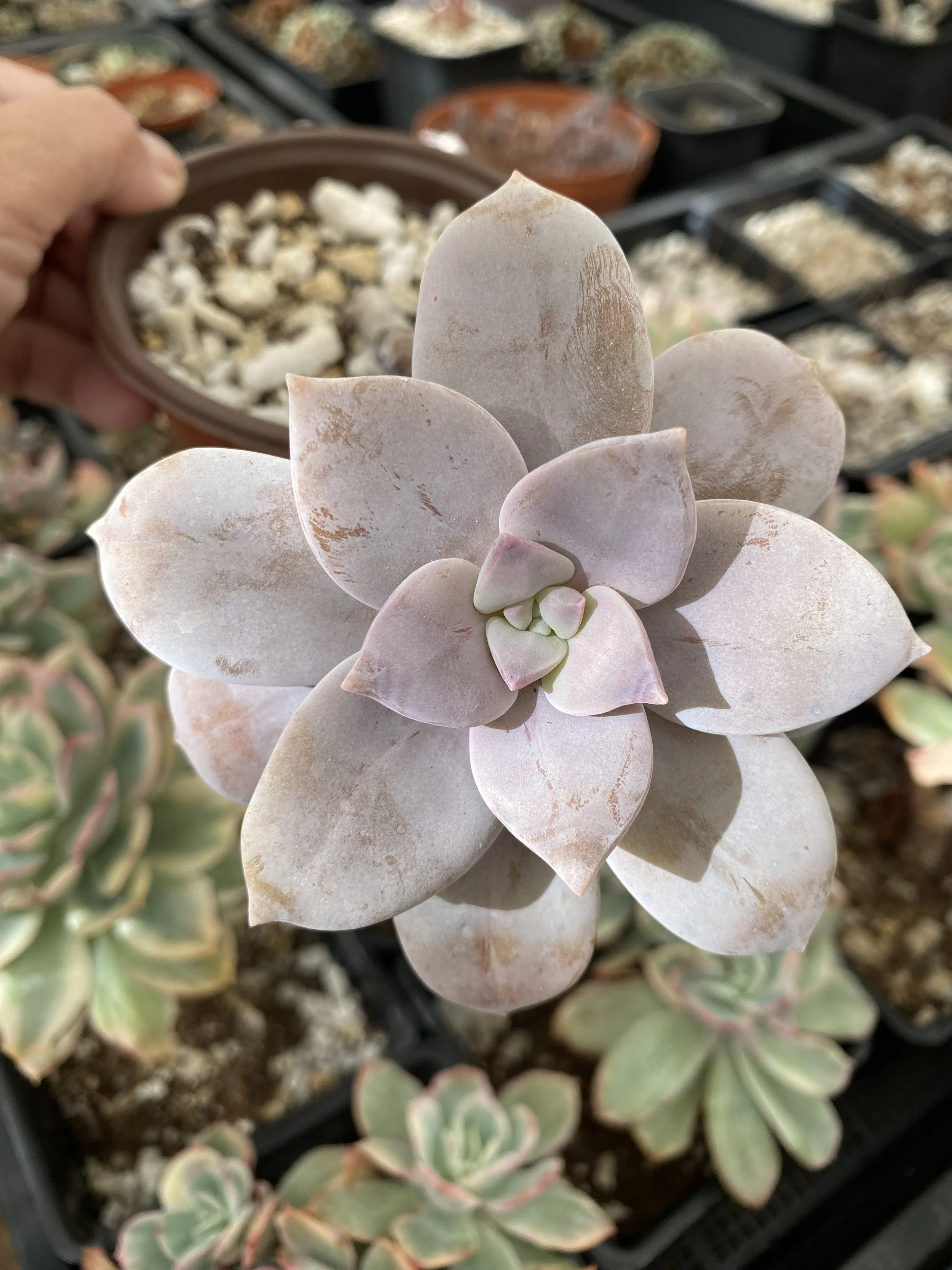 ECHEVERIA PURPLE DELIGHT - RARE EXOTIC IMPORTED SUCCULENT - LIVE PLANT