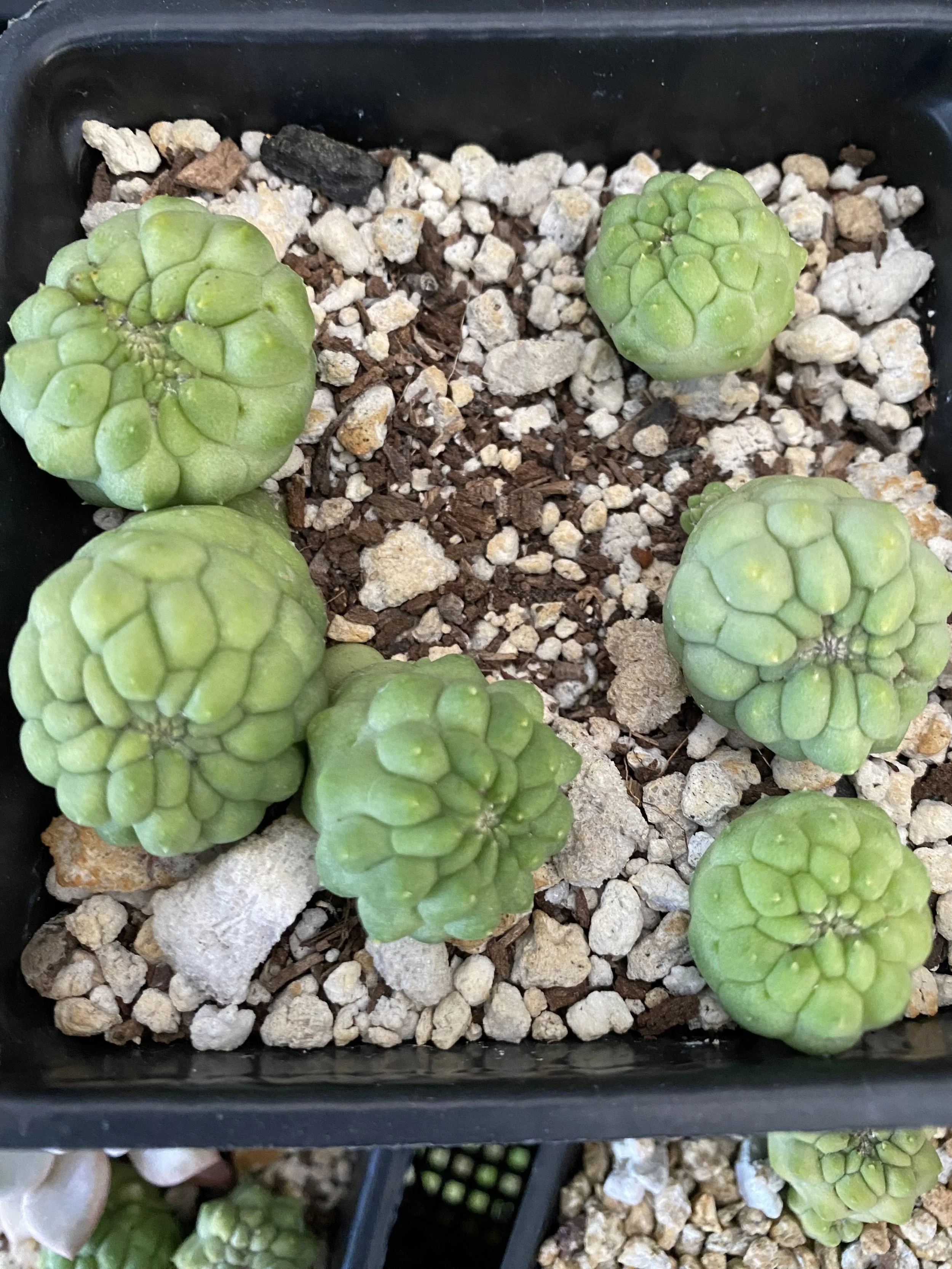 LARRYLEACHIA CACTIFORMIS - RARE EXOTIC SUCCULENT - LIVE PLANT