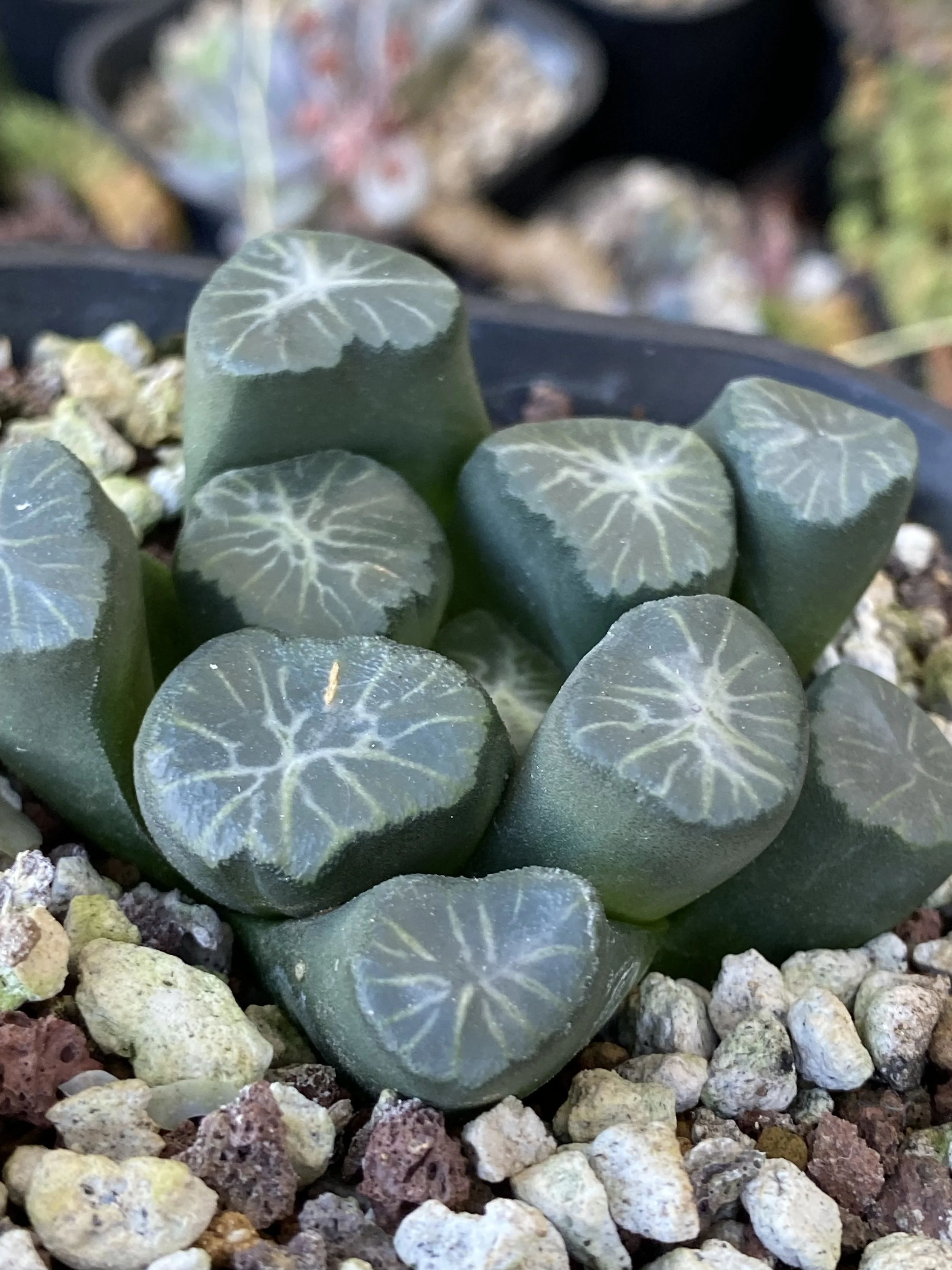 HAWORTHIA MAUGHANII (From Variegated Mother Plant) - RARE EXOTIC SUCCULENT - LIVE PLANT