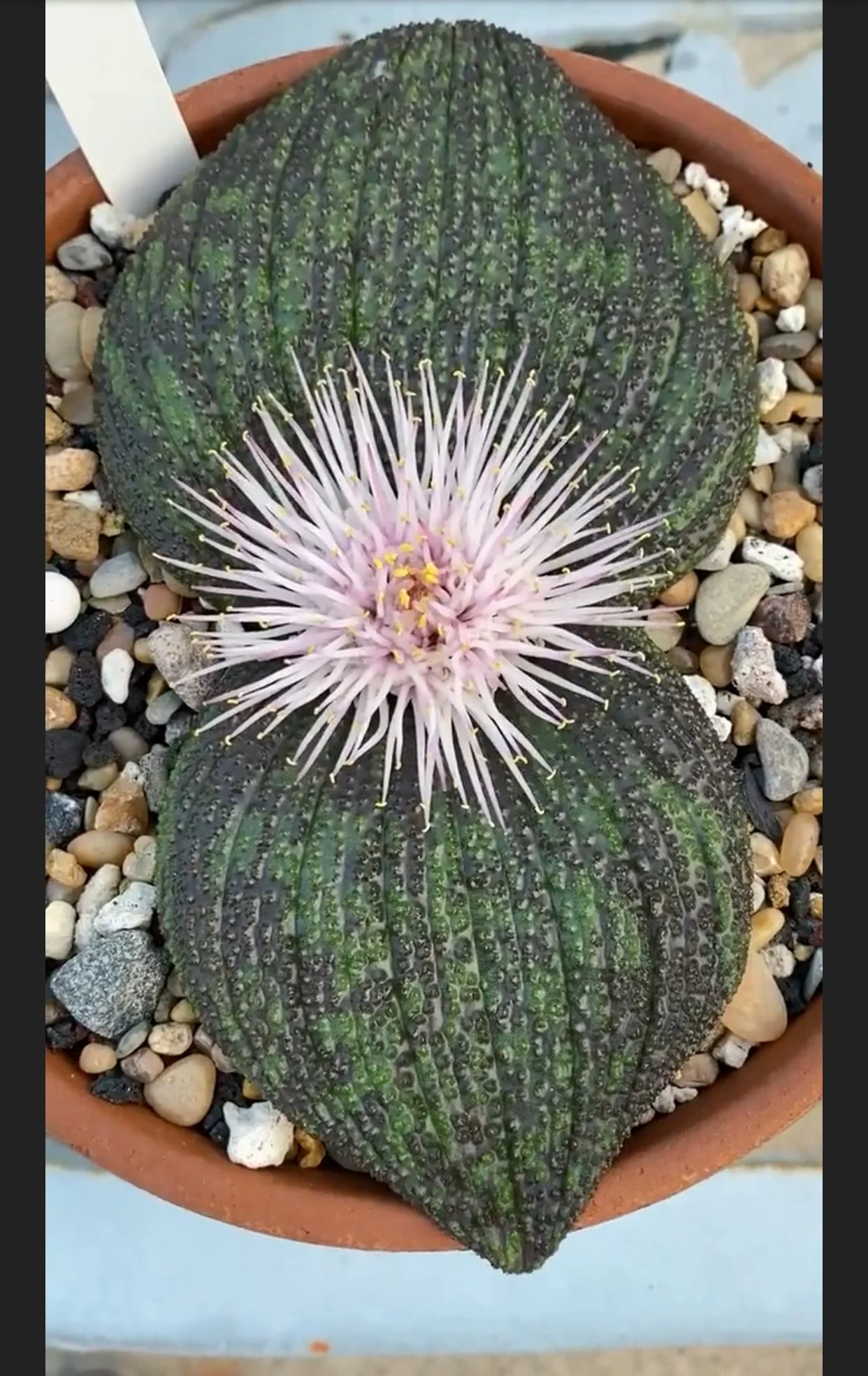 MASSONIA PUSTULATA SEED POD - RARE EXOTIC