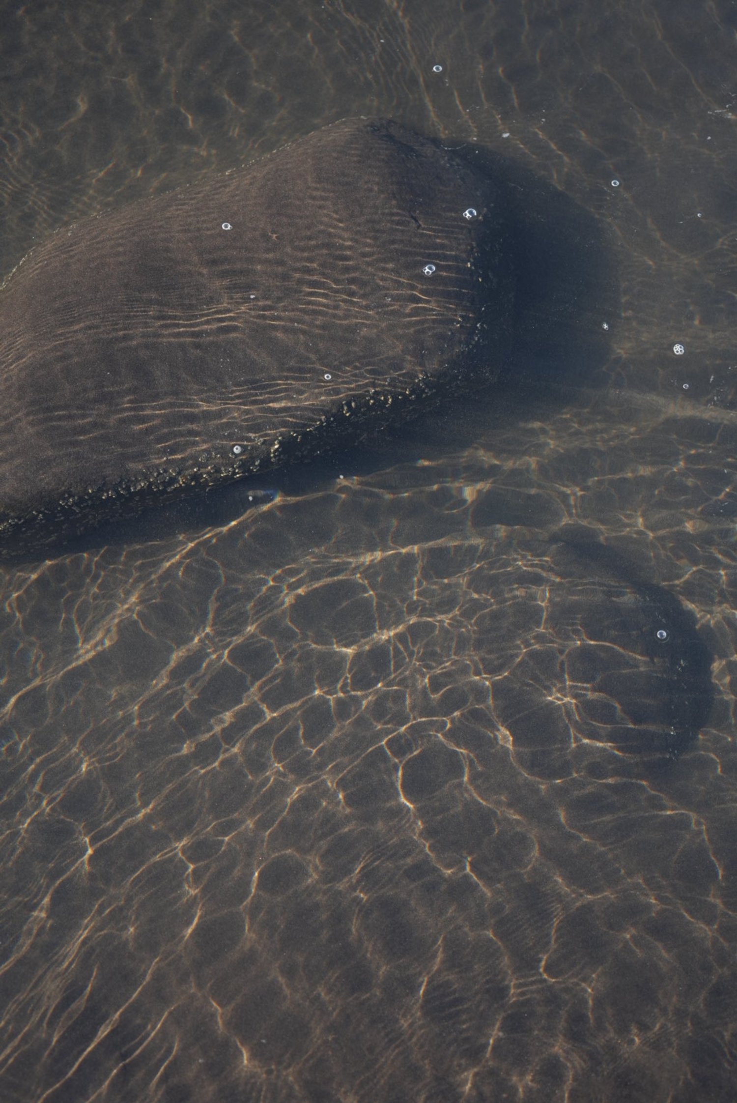 Underwater view of two large dark-colored fish with rippling water and bubbles.