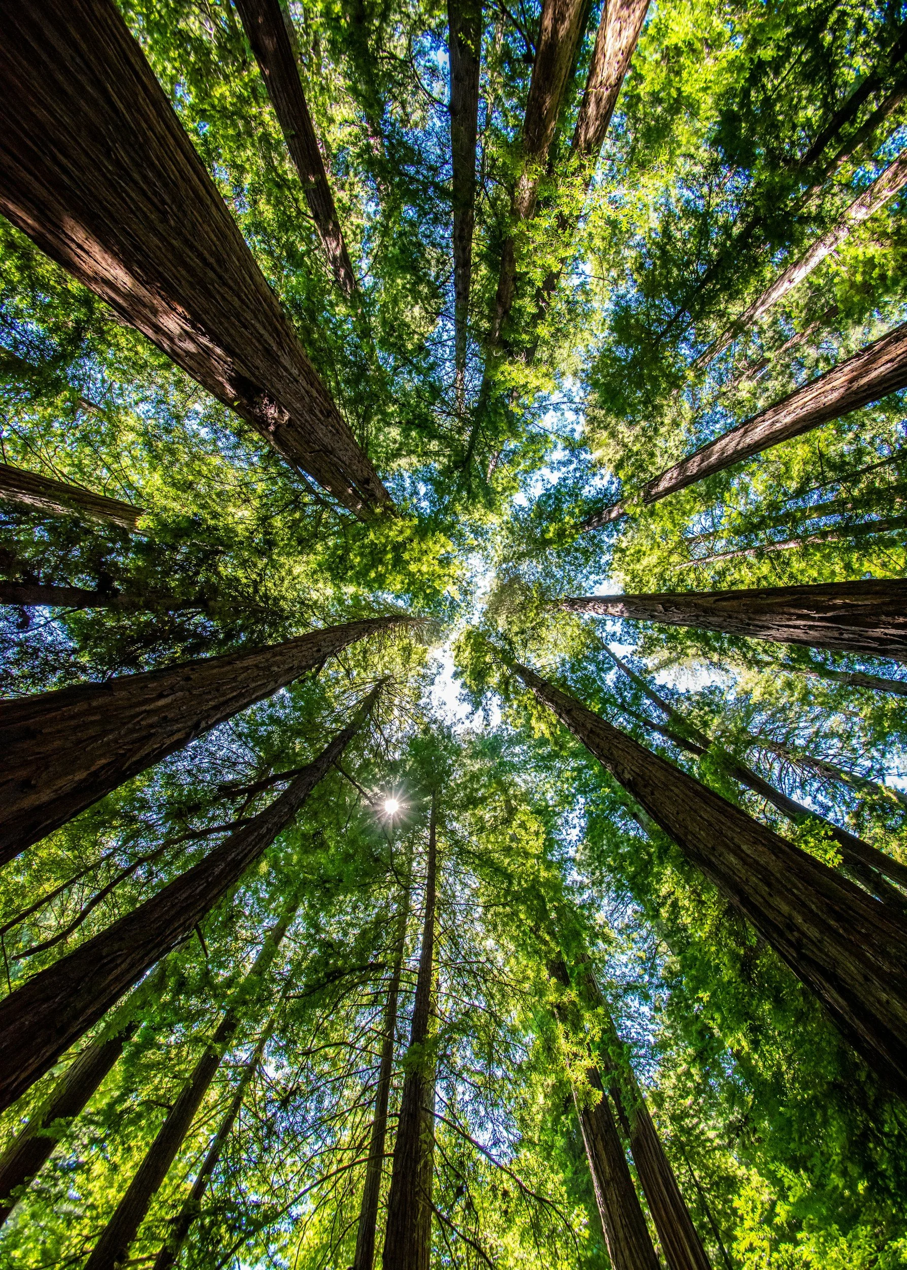 Looking up at tall redwood trees reaching towards a bright blue sky, with sunlight filtering through the green leaves.