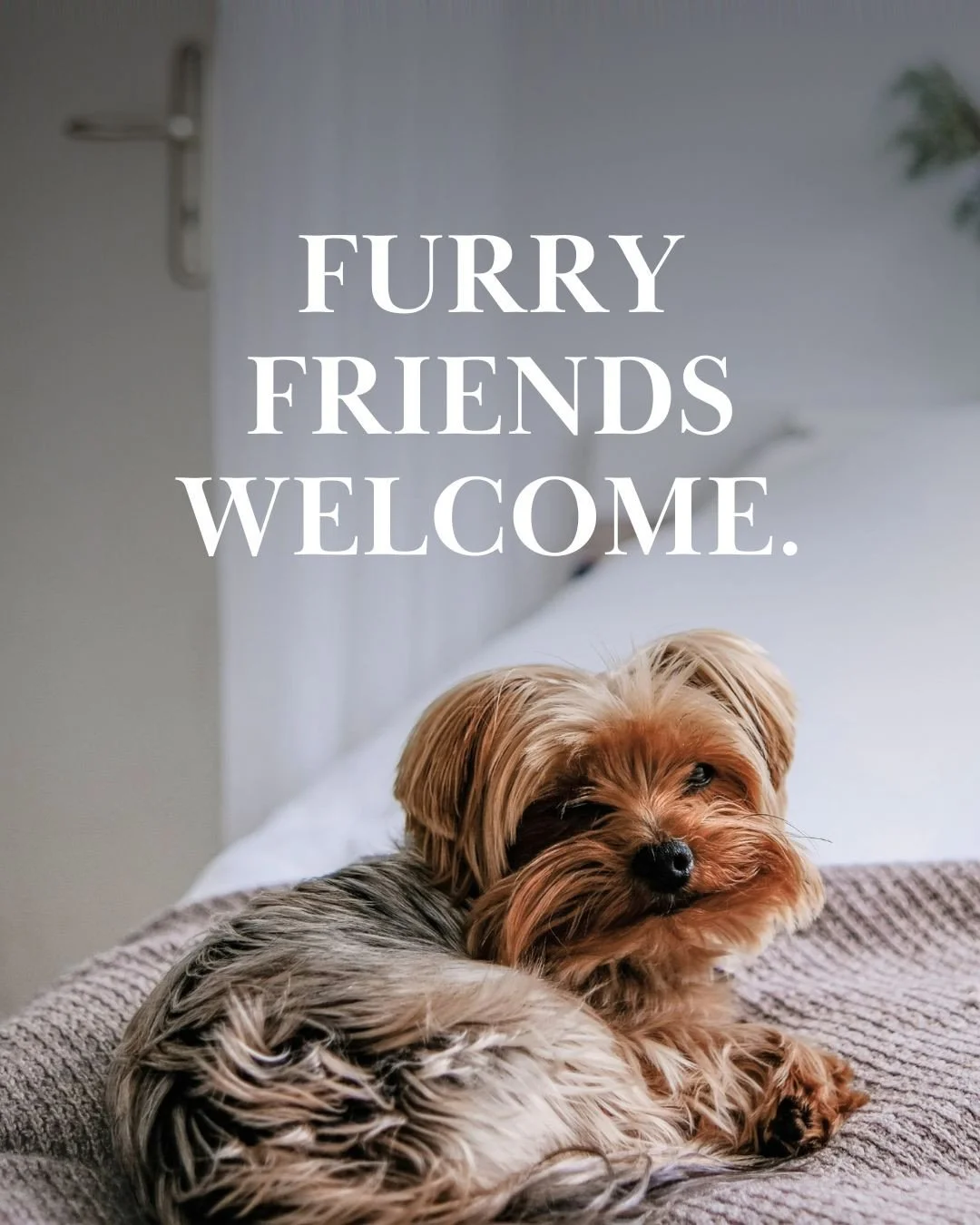 Home is better when it&rsquo;s shared with those you love...pets included!⁠
⁠
At Sawmill Flats, our suites accommodate dogs and cats of all sizes, creating a space where comfort, style, and companionship come together seamlessly.⁠
⁠
#SawmillFlats #Ar