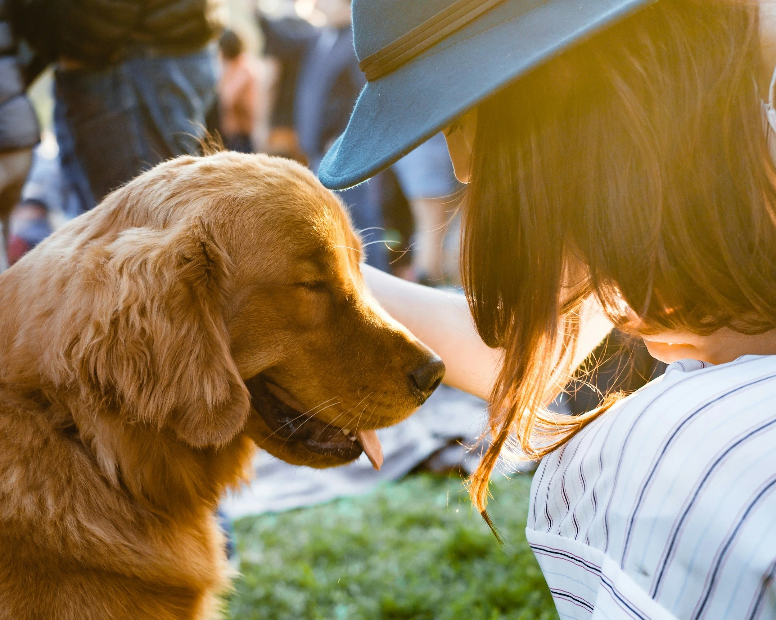 A woman in a blue hat gently petting a Golden Retriever sitting outdoors in warm sunlight
