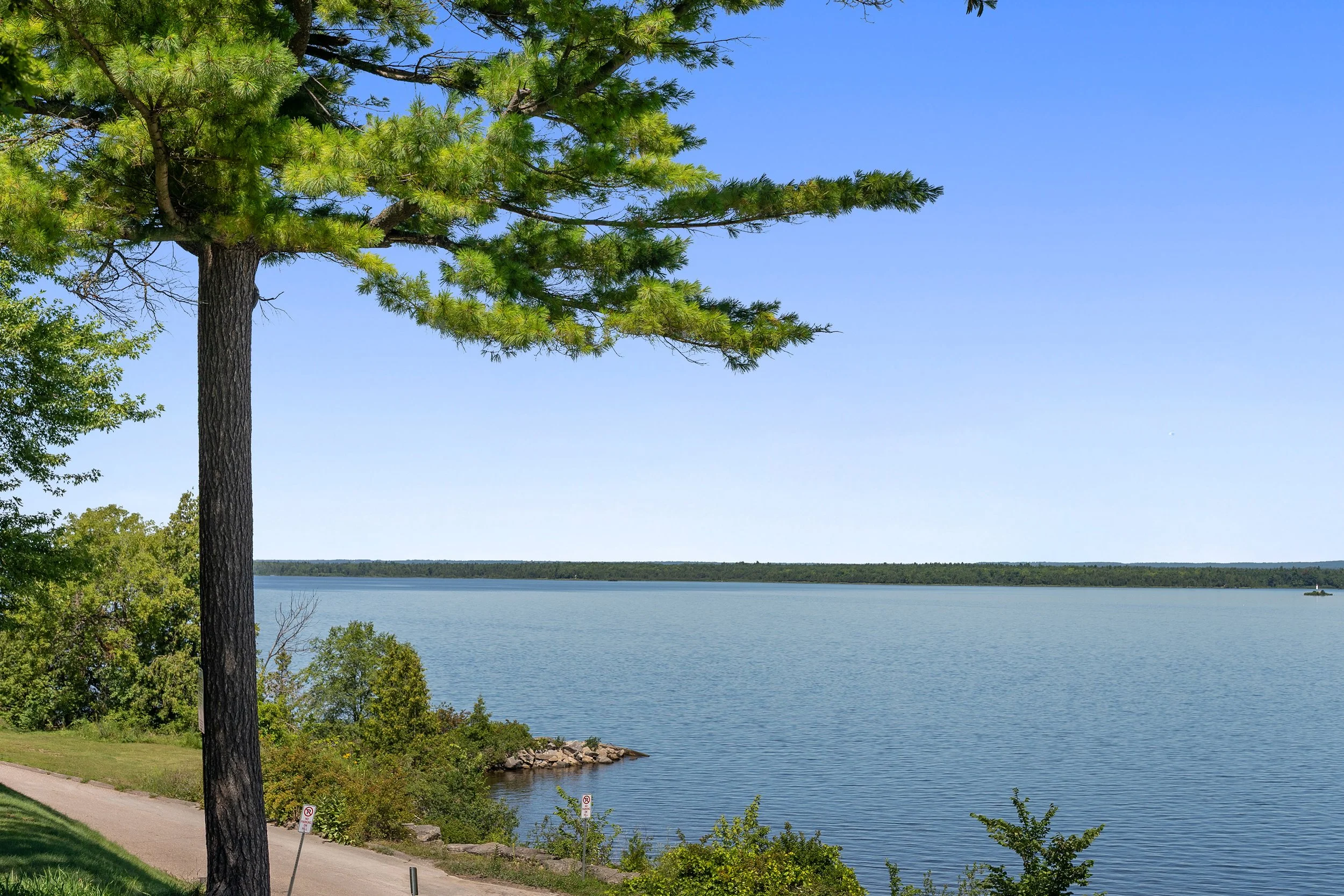 A large pine tree branch framing a view of a quiet, open body of water with a walking path running along the shore
