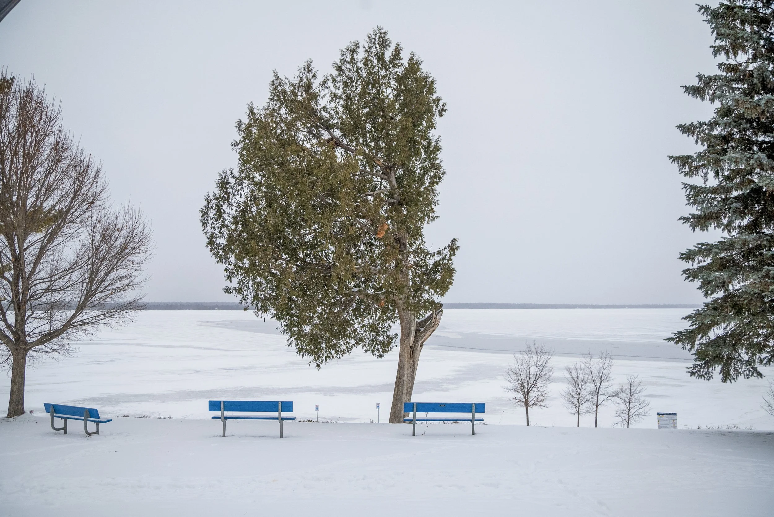 Snow-covered park with three blue benches, a large tree, and smaller trees in the background near a frozen body of water.