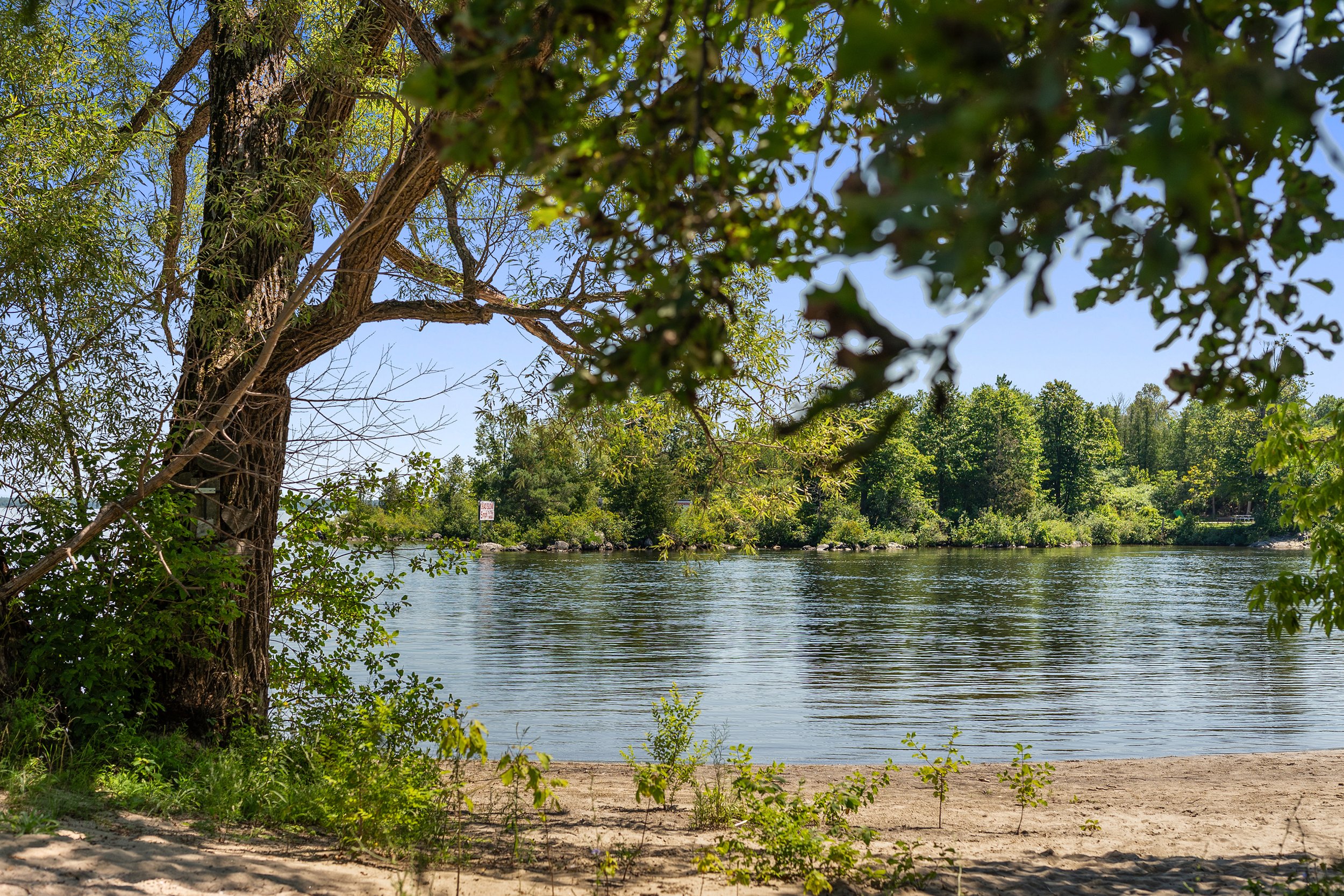 A quiet sandy shoreline framed by large leafy tree branches, looking across calm water toward a lush, forested shore