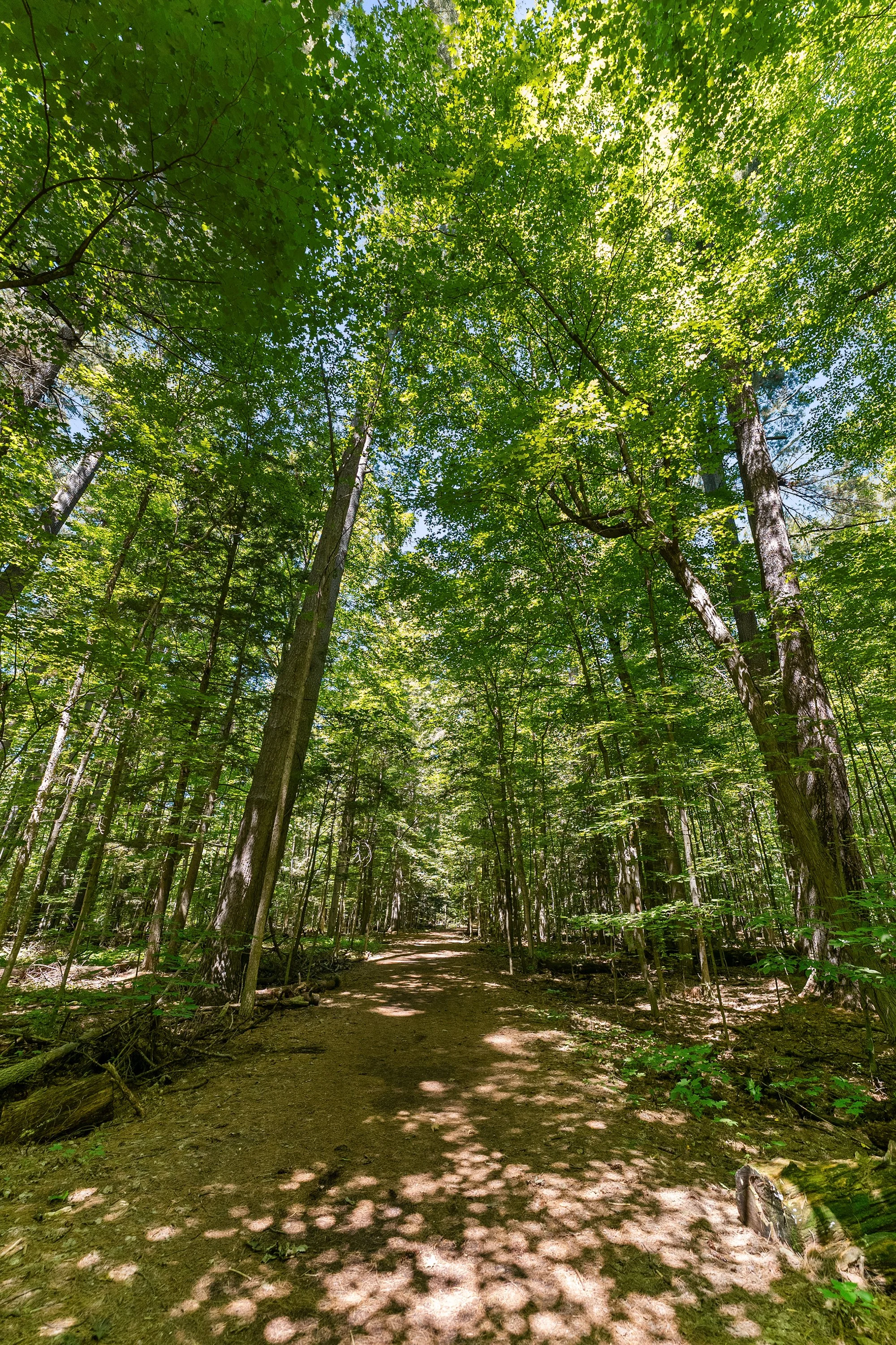 A vertical view looking down a quiet dirt trail beneath a tall canopy of sun-dappled forest trees