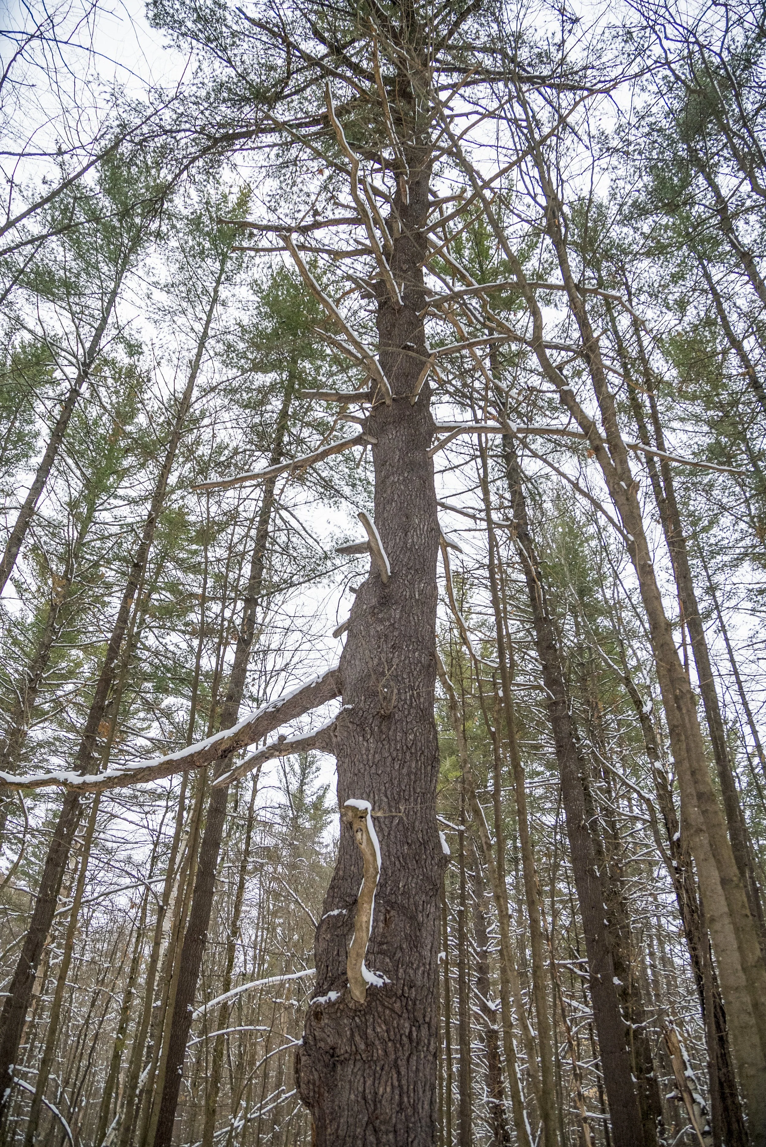 Tall pine tree in a snow-covered forest with thin branches and snow on the branches.